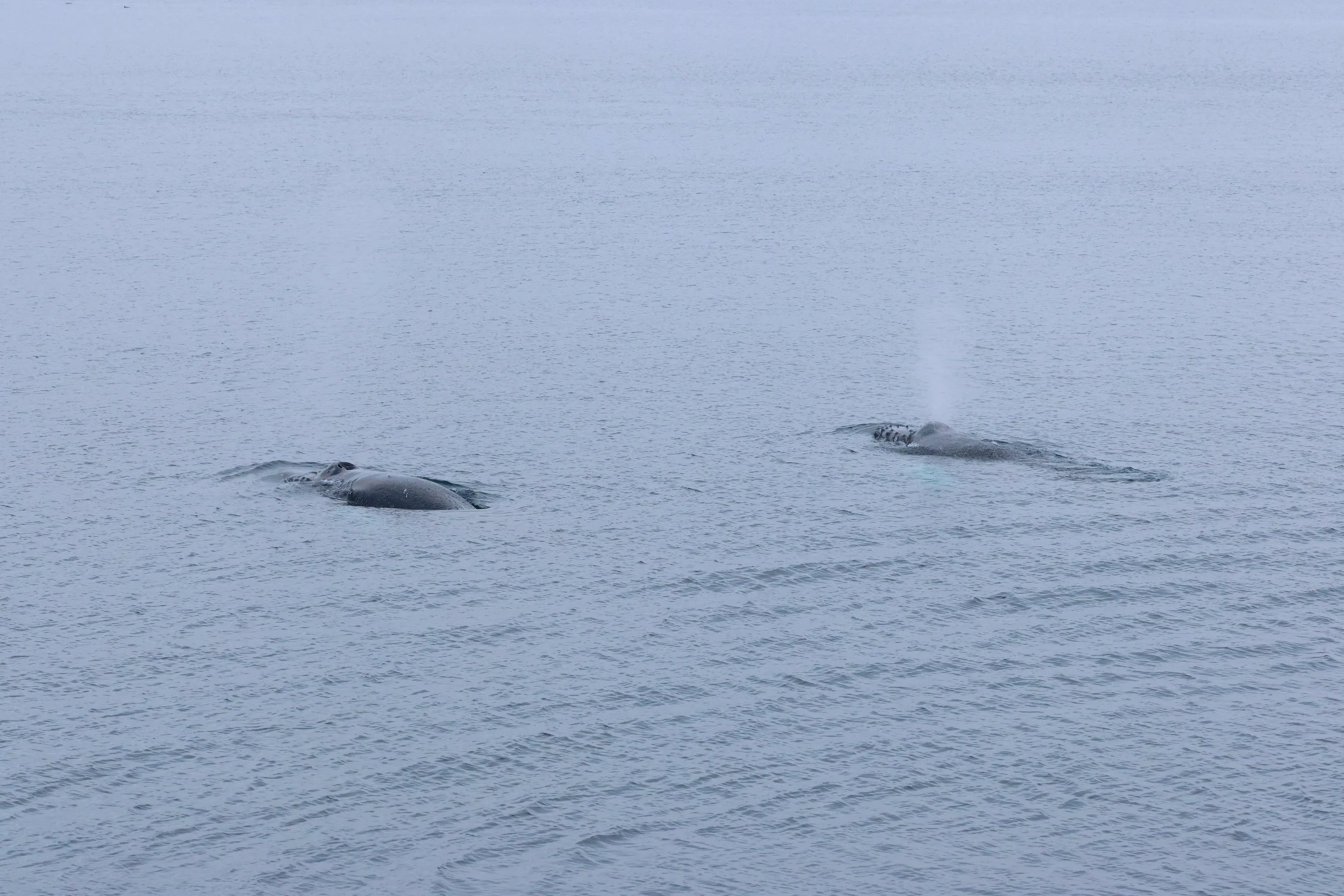 2026_02_15_1300_HOL_GISELA (25).JPG