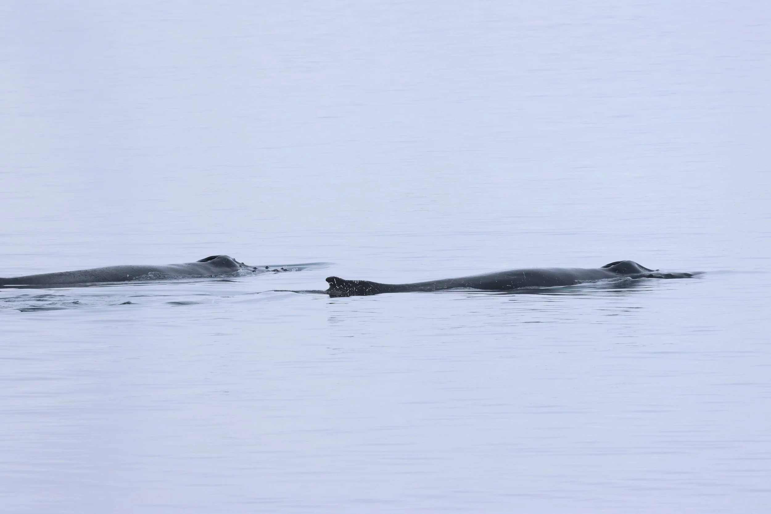 2026_02_15_1300_HOL_GISELA (51).JPG