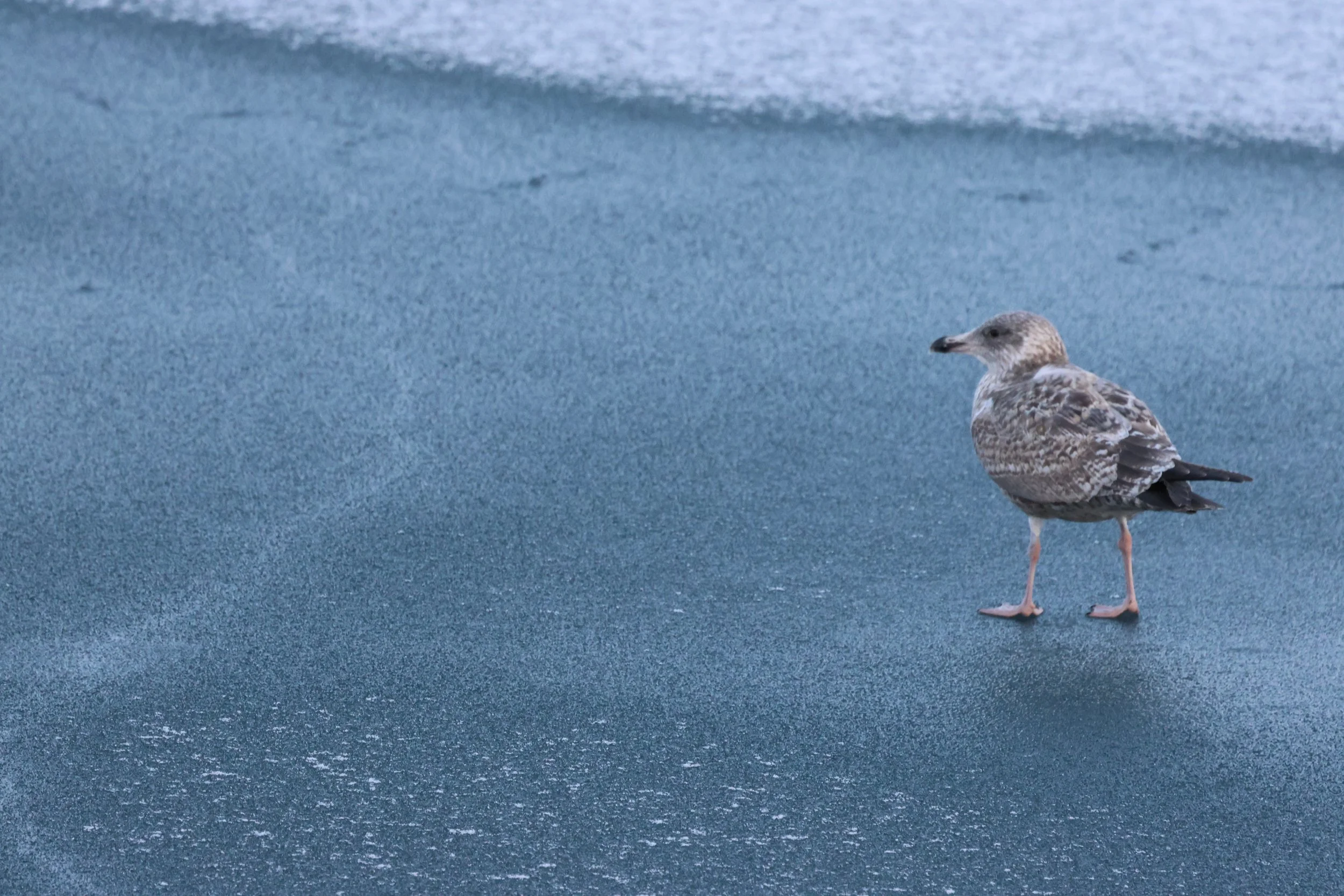 2026_02_15_1300_HOL_GISELA (40).JPG