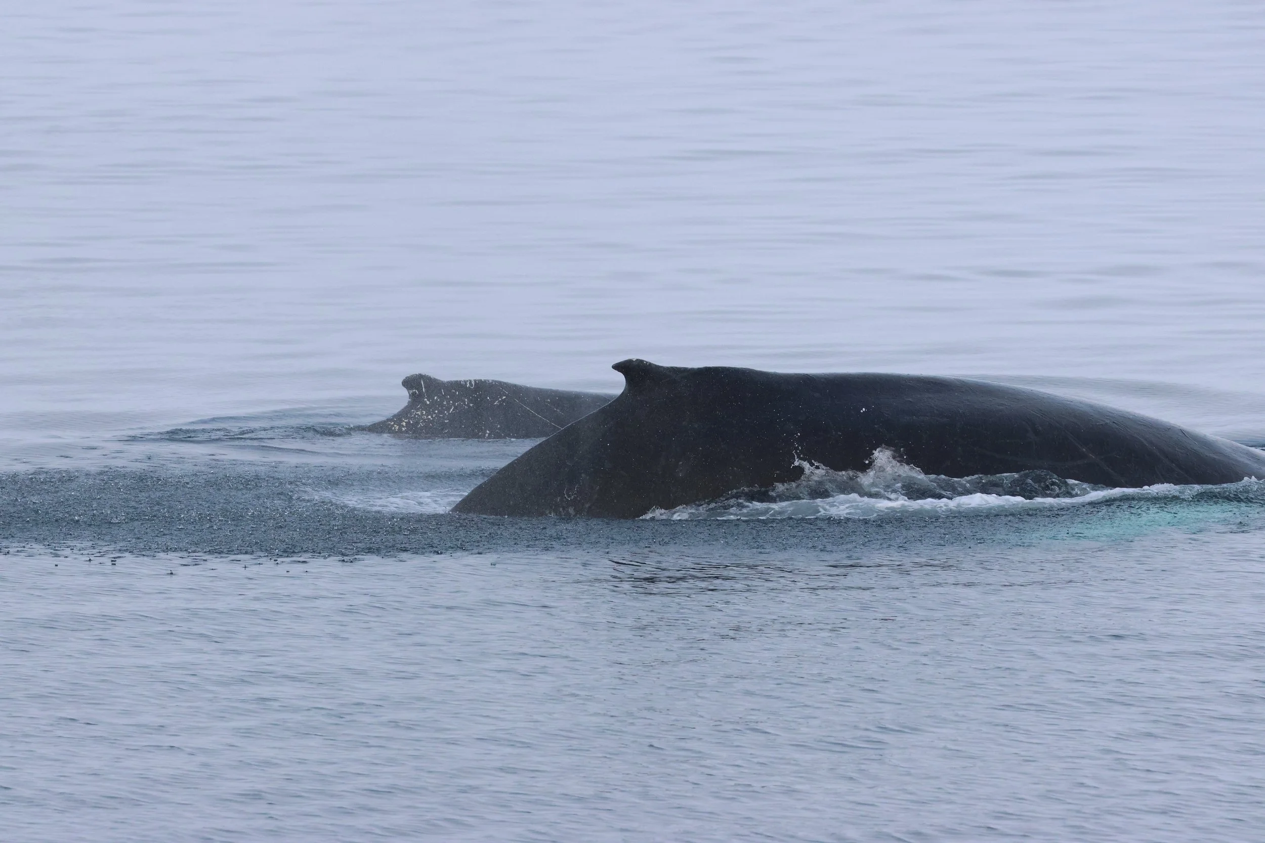 2026_02_15_1300_HOL_GISELA (17).JPG