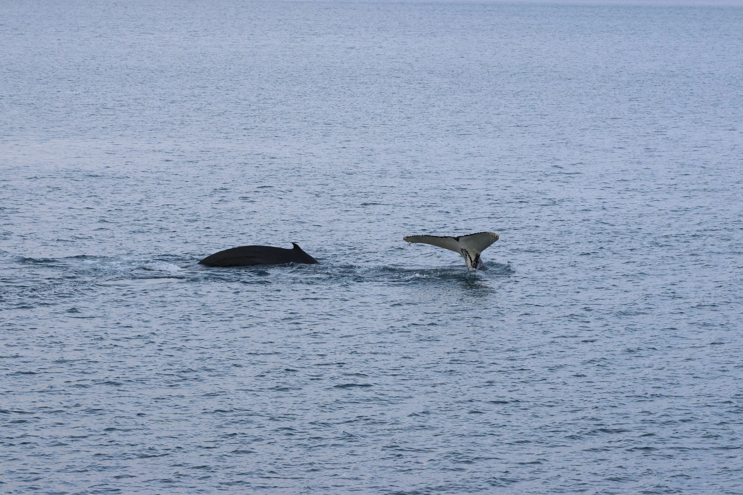 2026_02_16_1300_HOL_GISELA (32).JPG