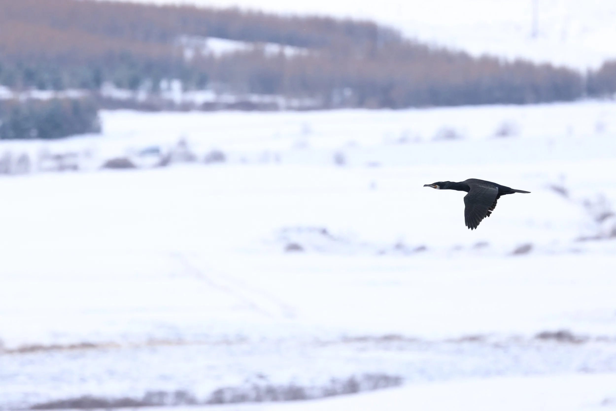 2026_02_16_1300_HOL_GISELA (73).JPG