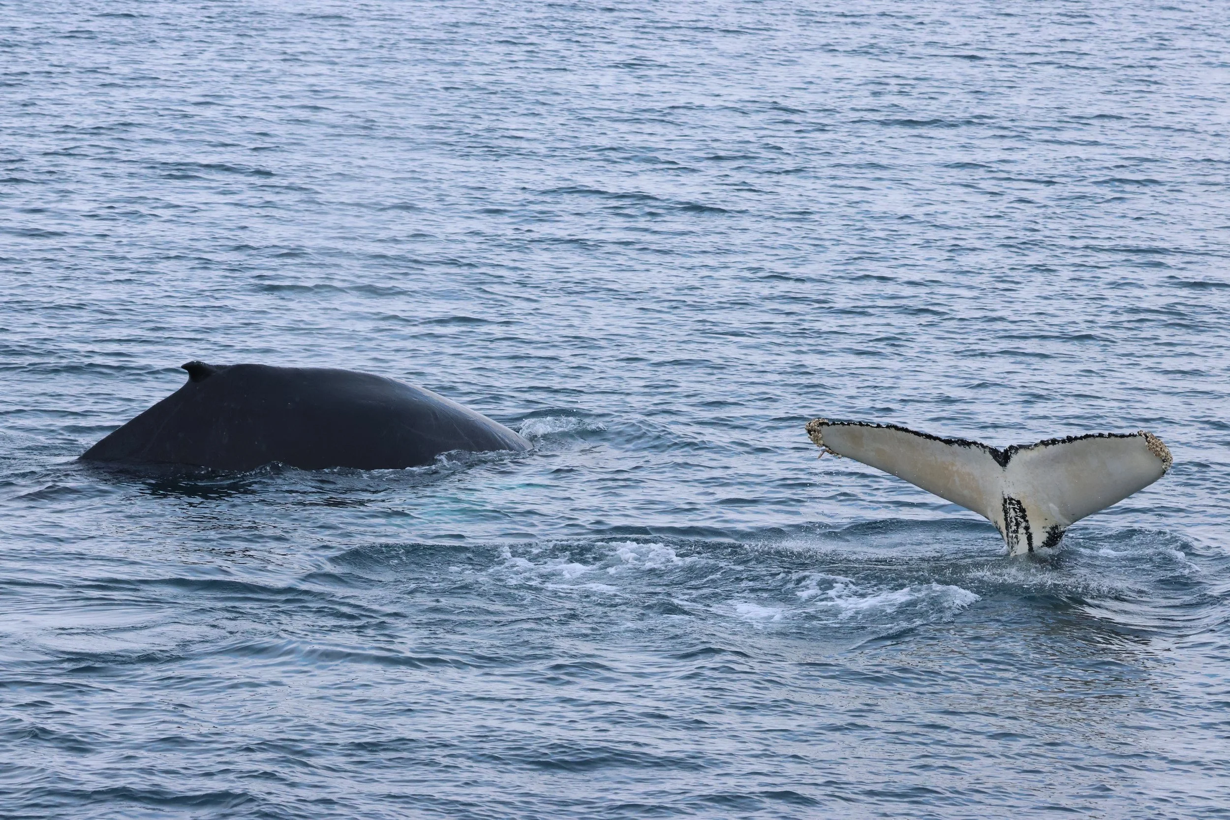 2026_02_16_1300_HOL_GISELA (54).JPG