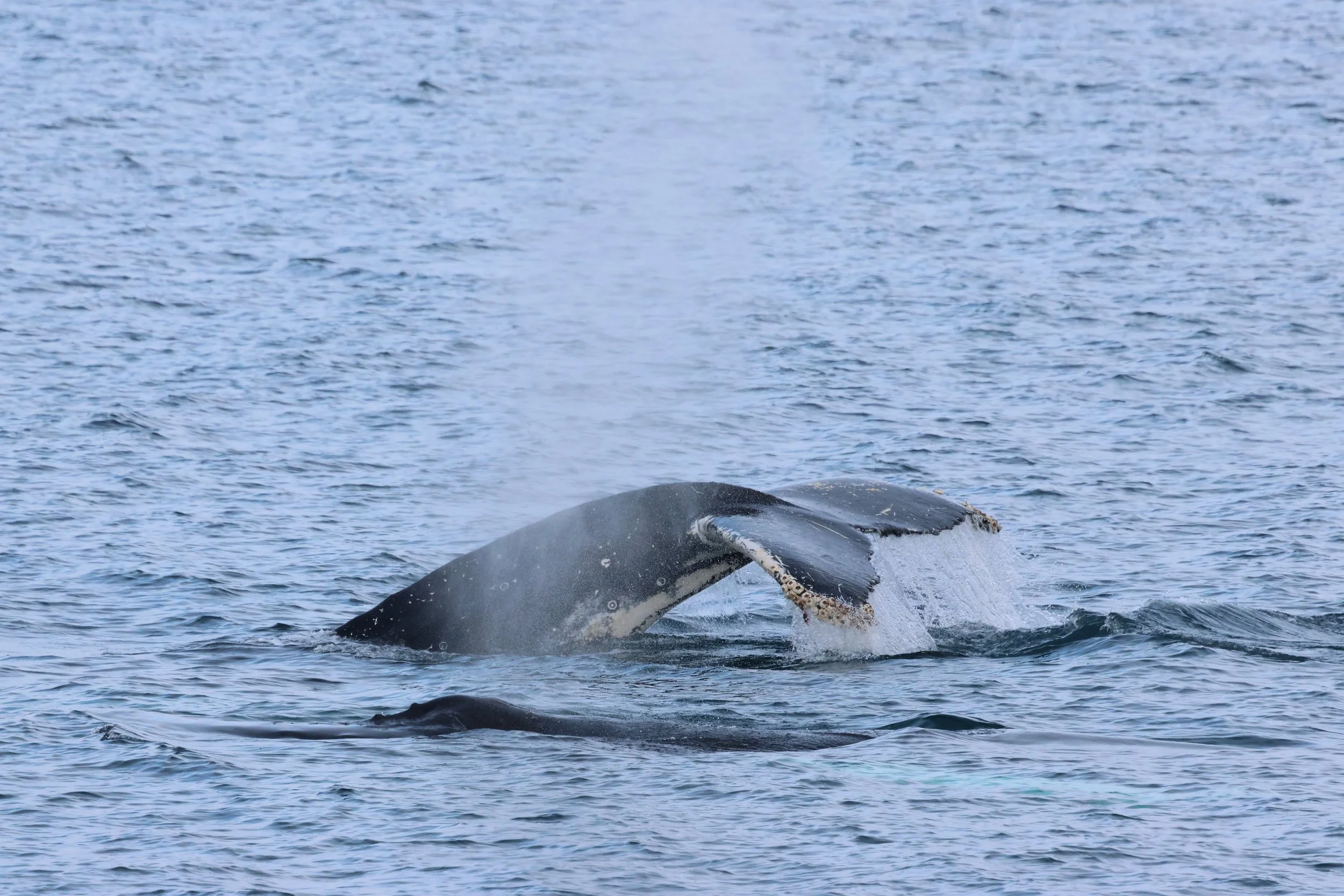 2026_02_16_1300_HOL_GISELA (86).JPG