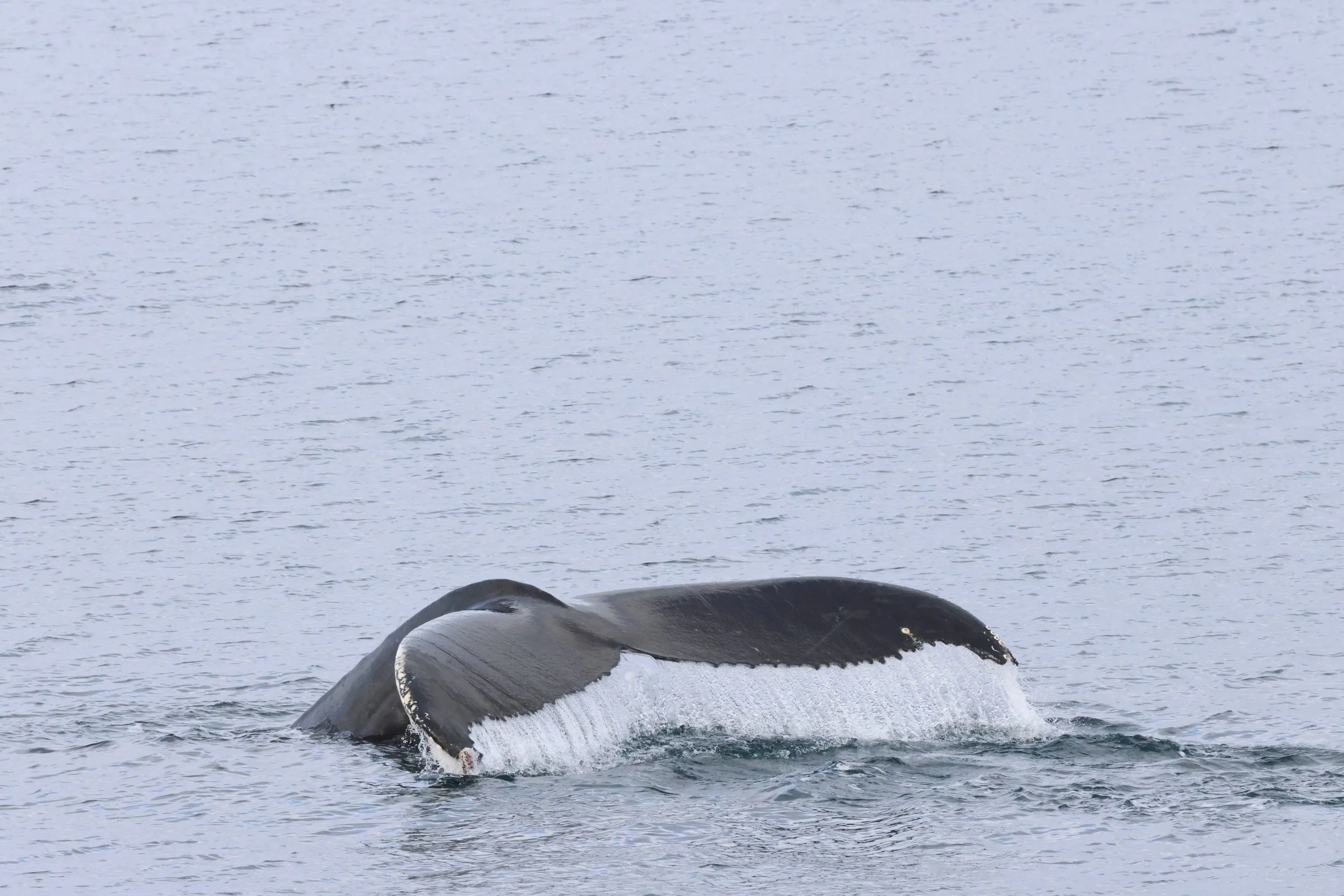 2026_02_18_1300_HOL_JACOB (4).JPG