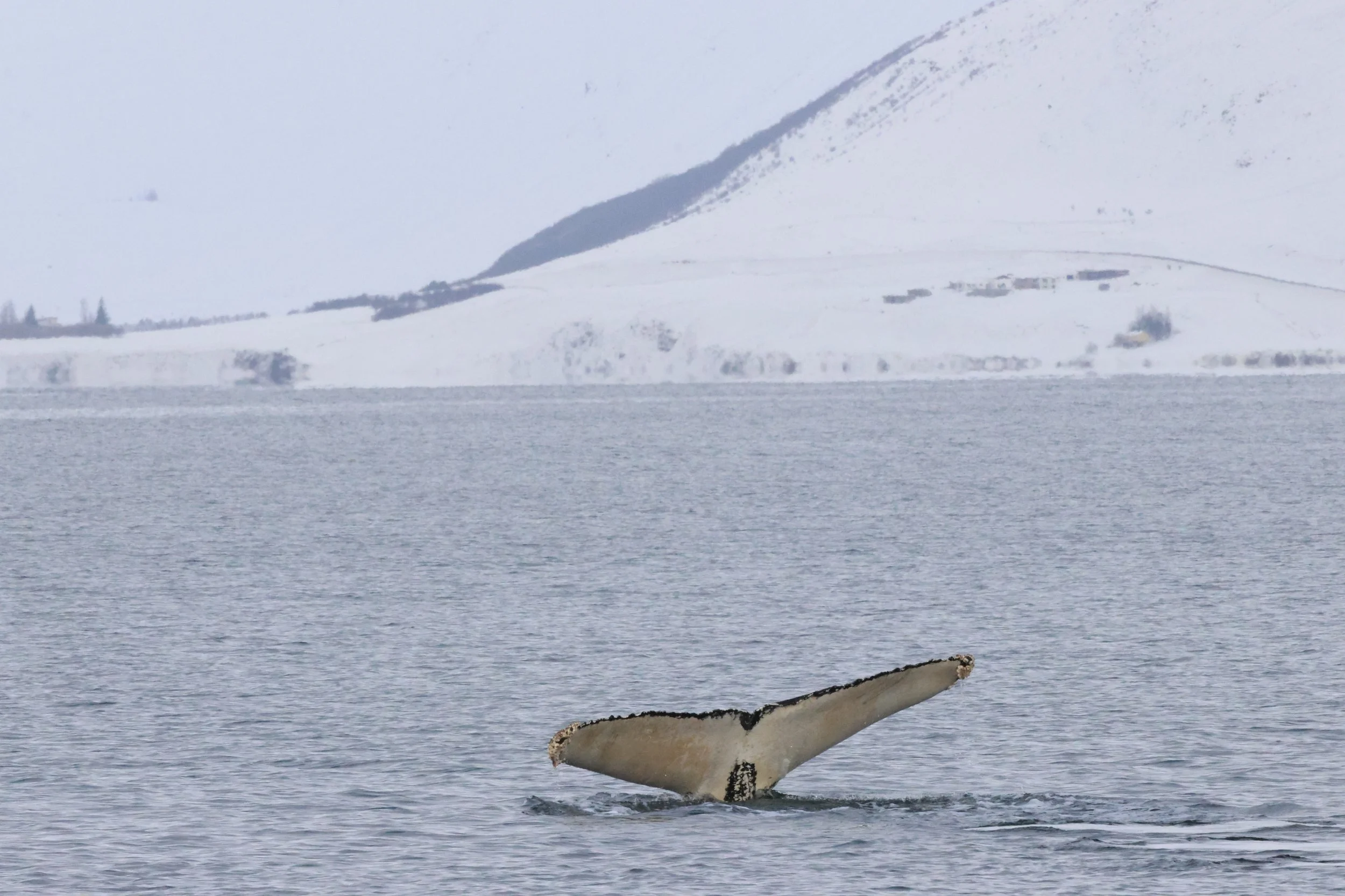 2026_02_18_1300_HOL_JACOB (38).JPG