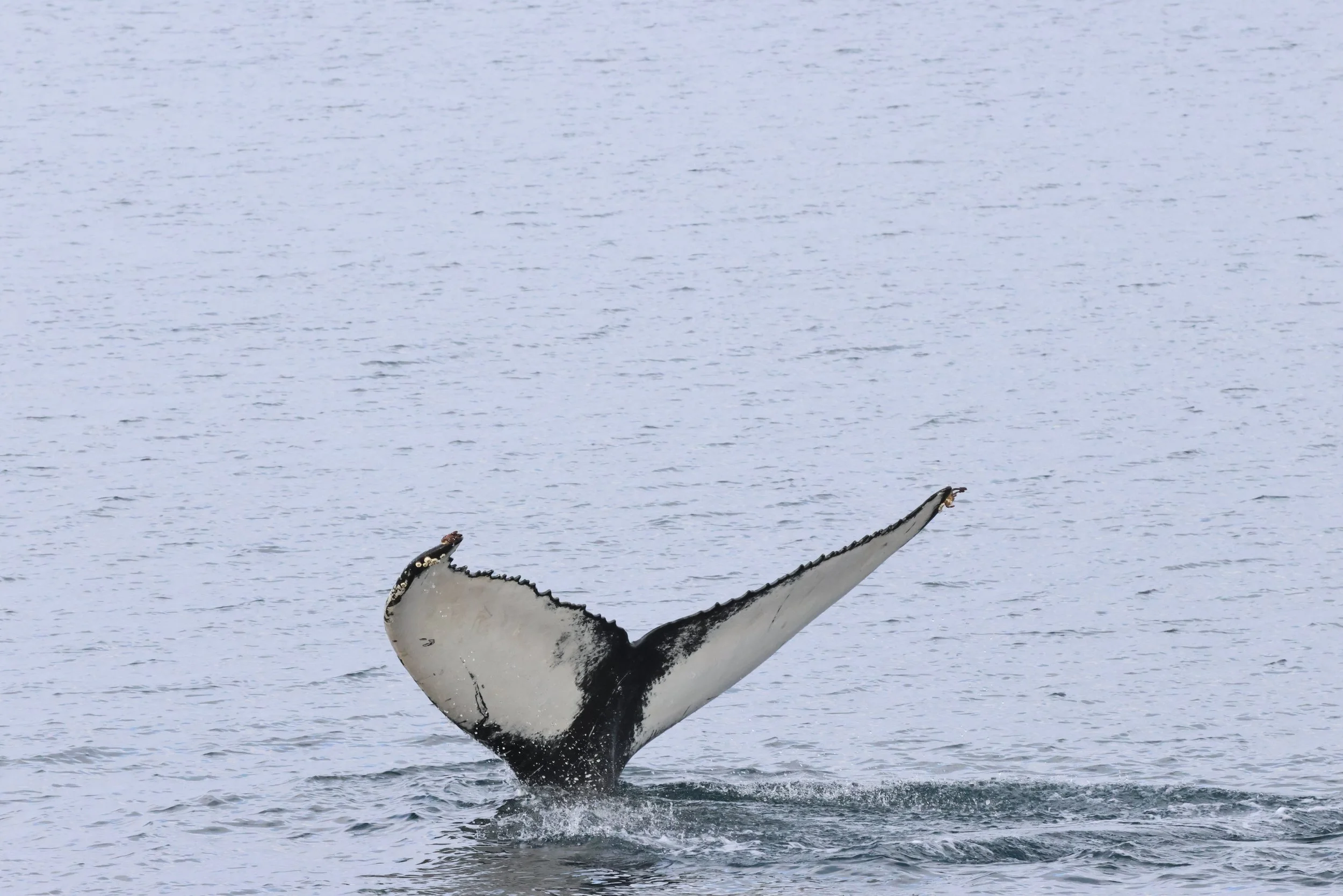 2026_02_18_1300_HOL_JACOB (12).JPG