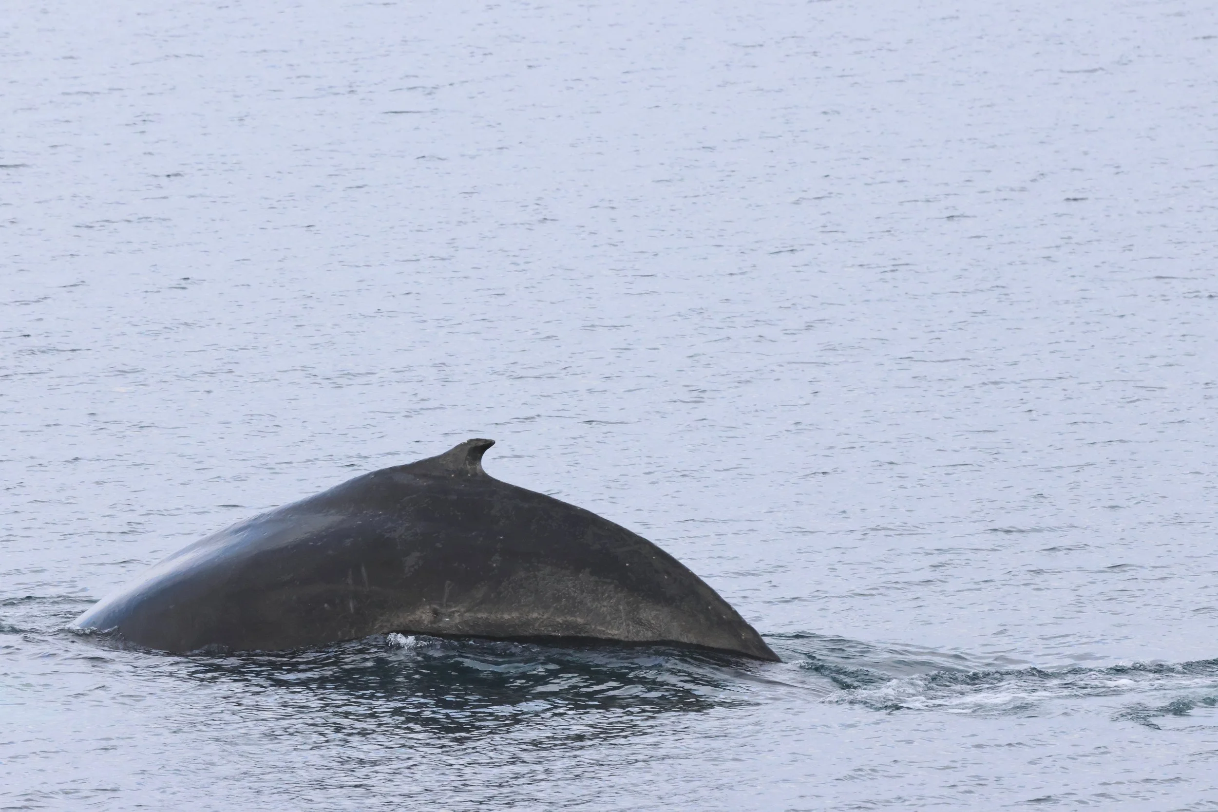 2026_02_18_1300_HOL_JACOB (2).JPG