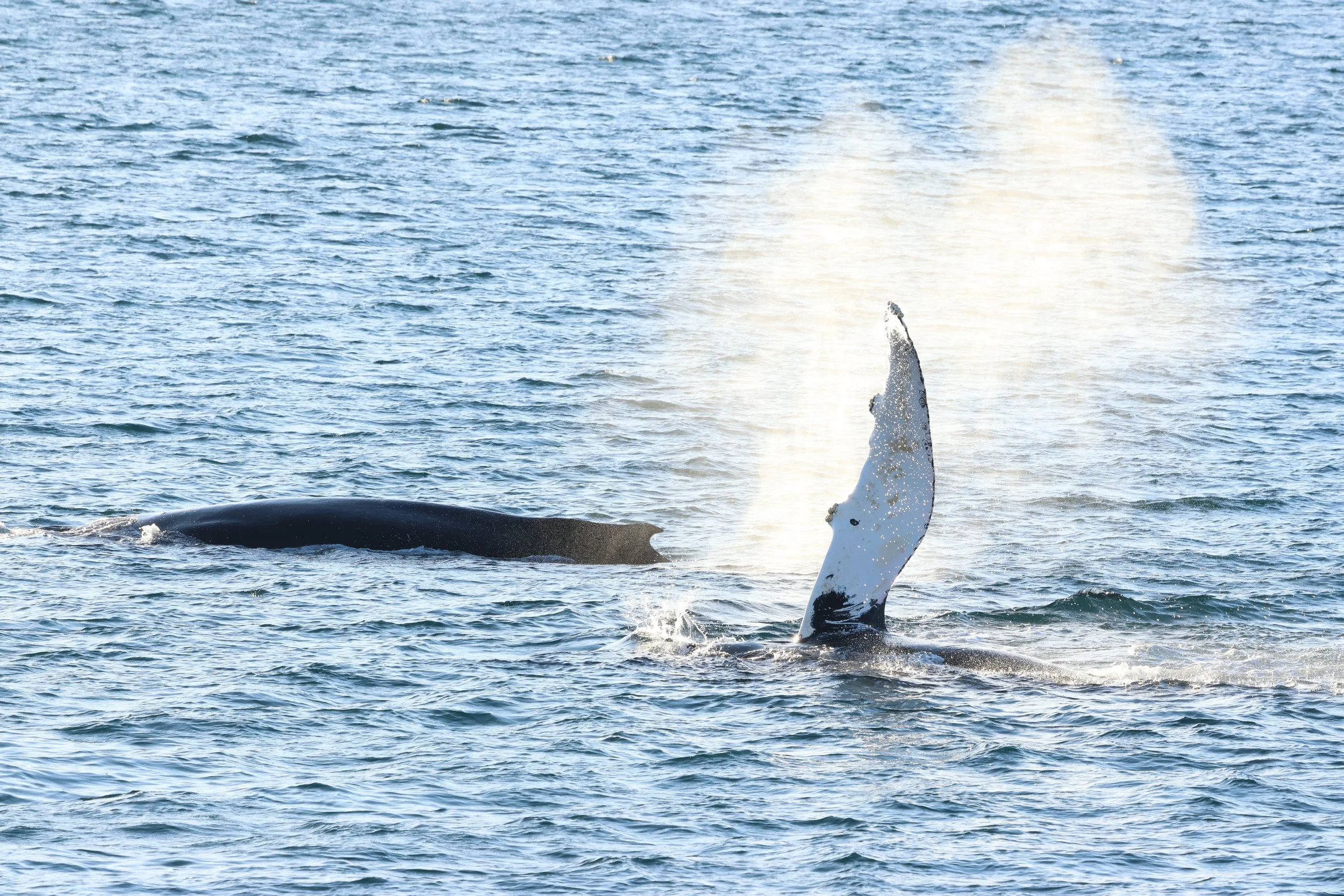 2026_02_17_1300_HOL_GISELA (63).JPG