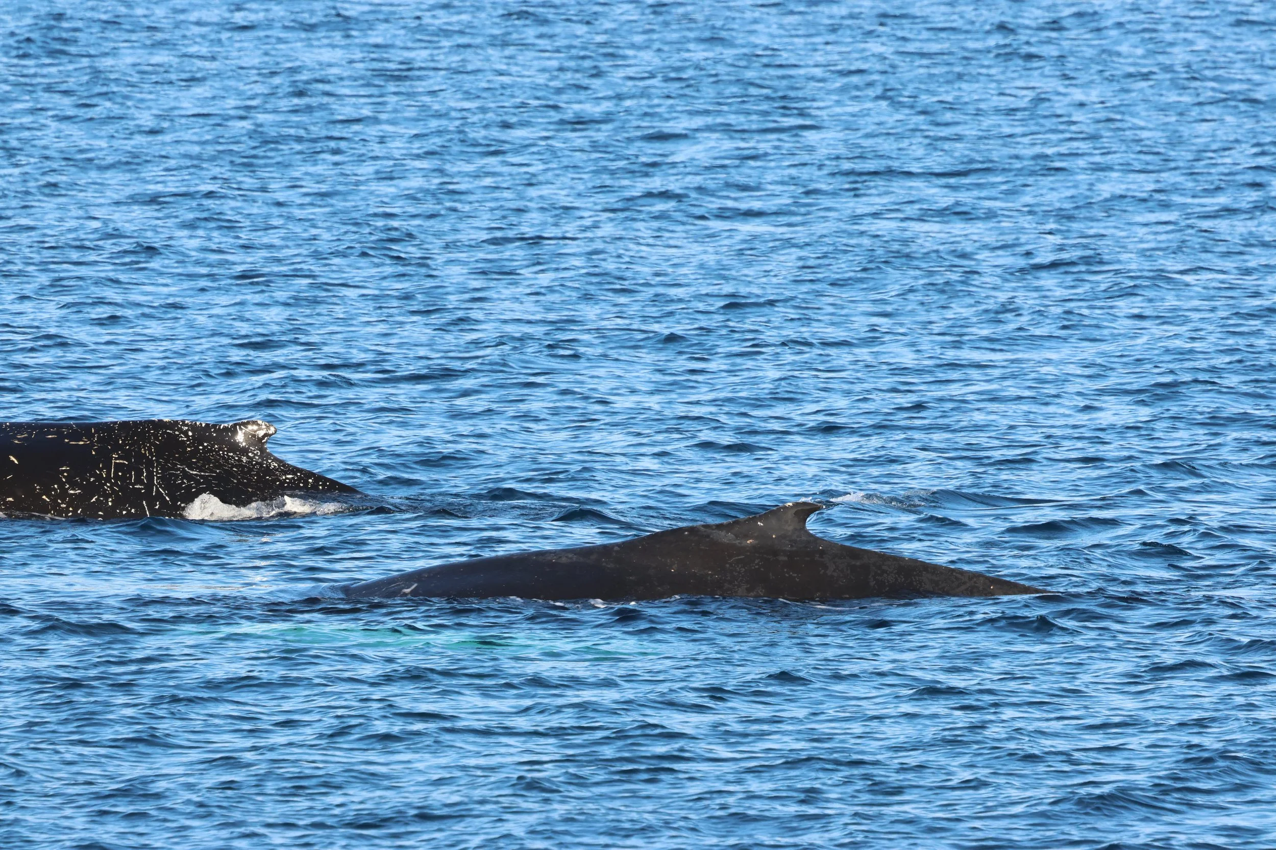 2026_02_17_1300_HOL_GISELA (31).JPG