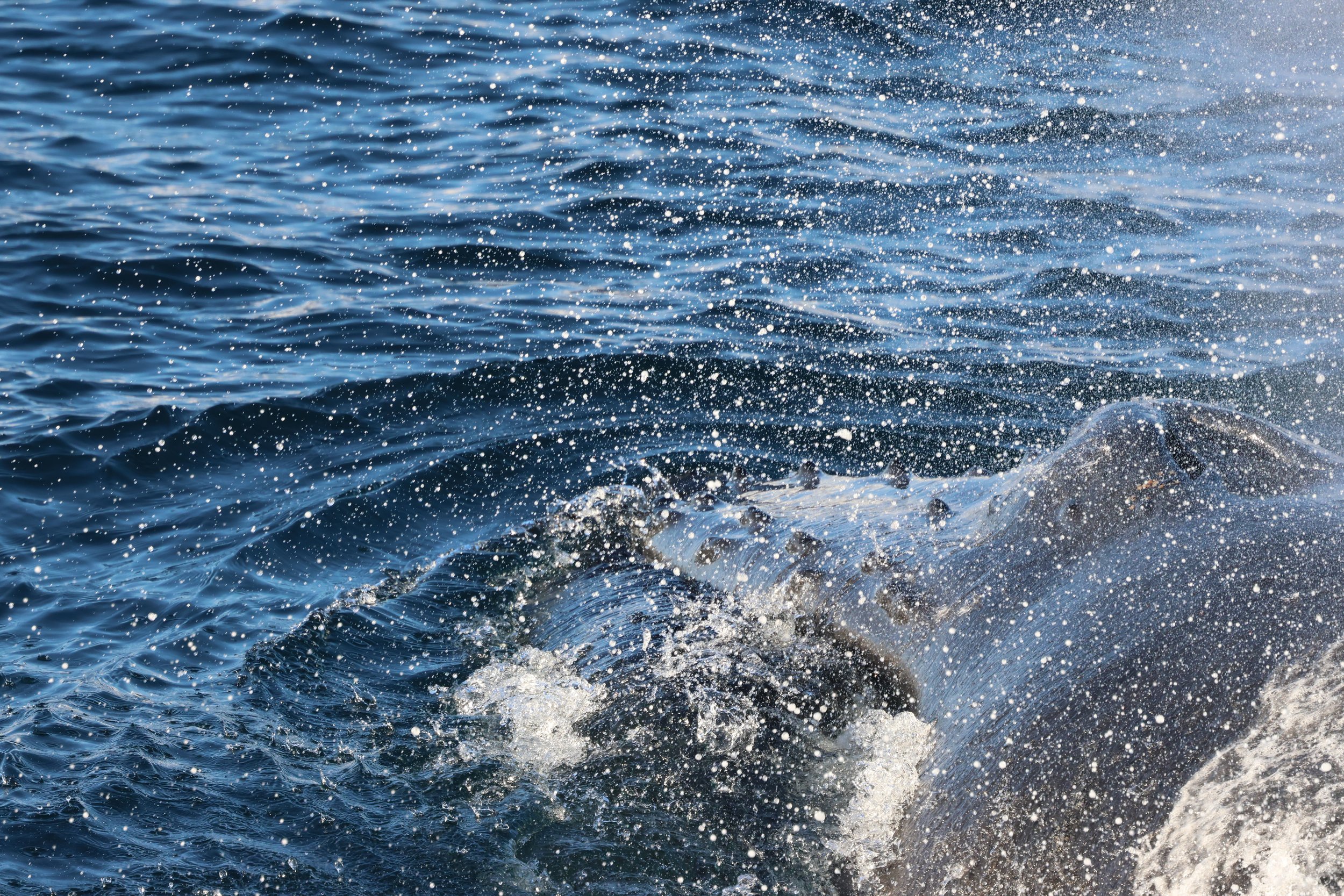 2026_02_17_1300_HOL_GISELA (39).JPG