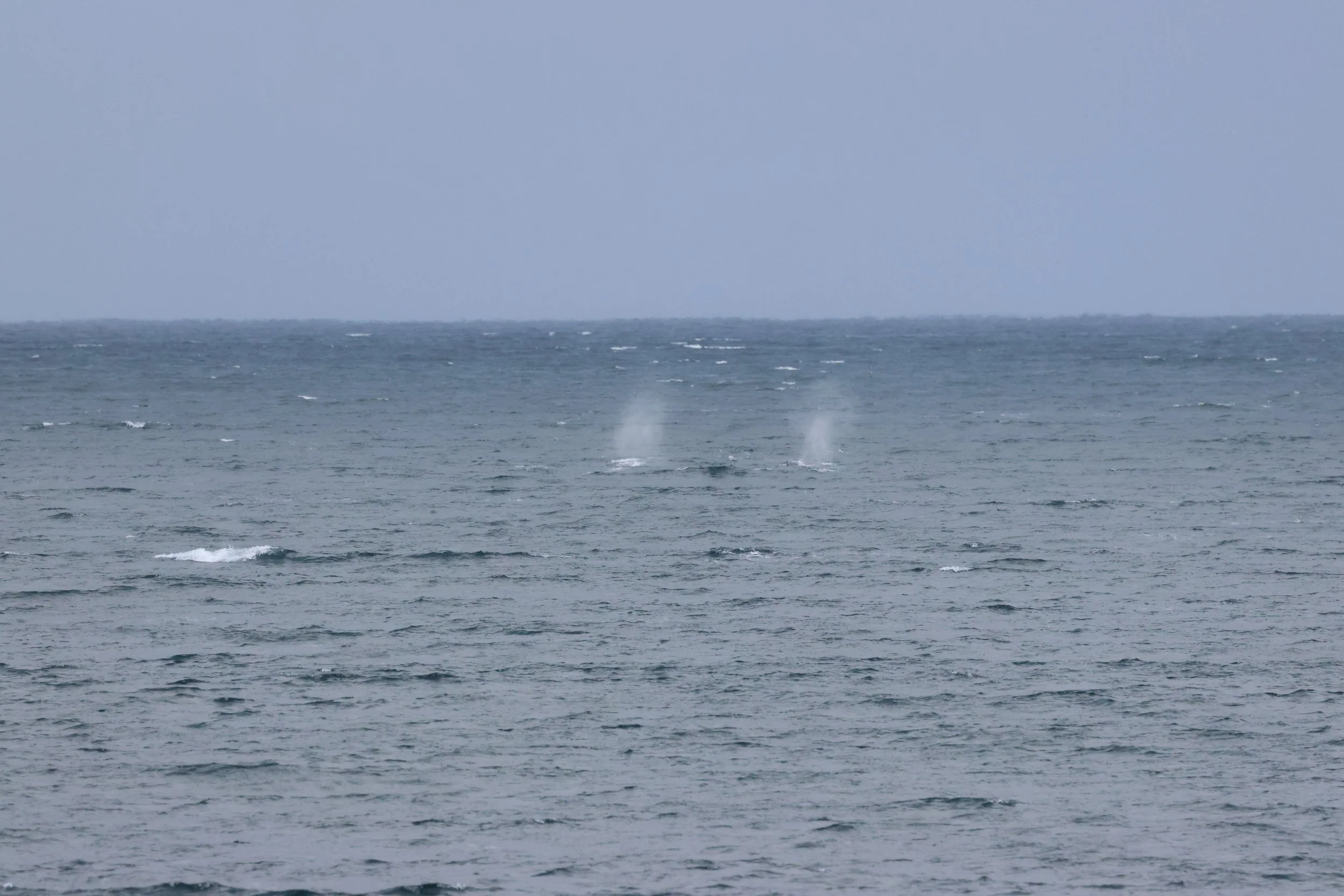 2026_02_19_1300_HOL_GISELA (2).JPG