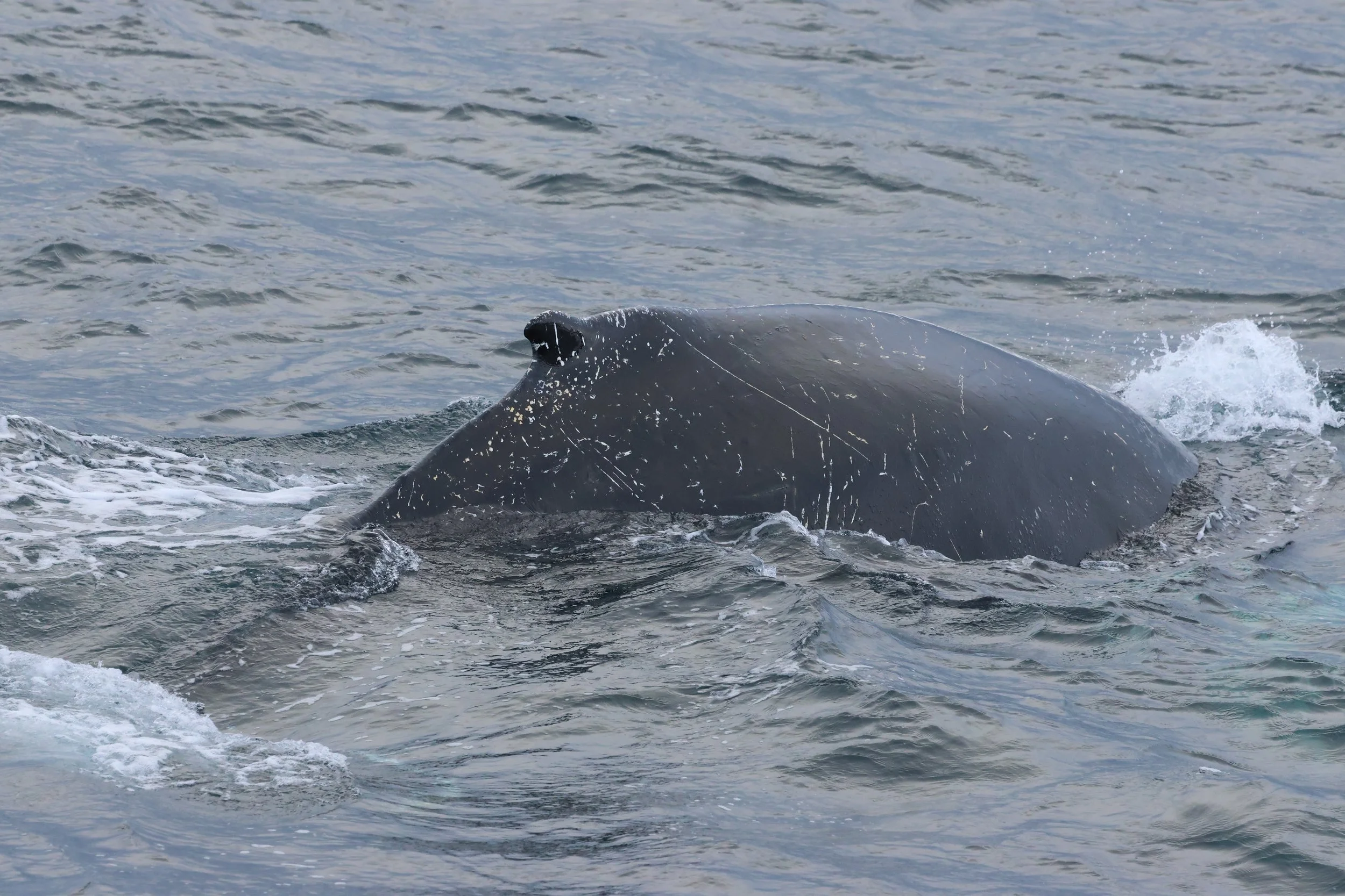 2026_02_19_1300_HOL_GISELA (50).JPG