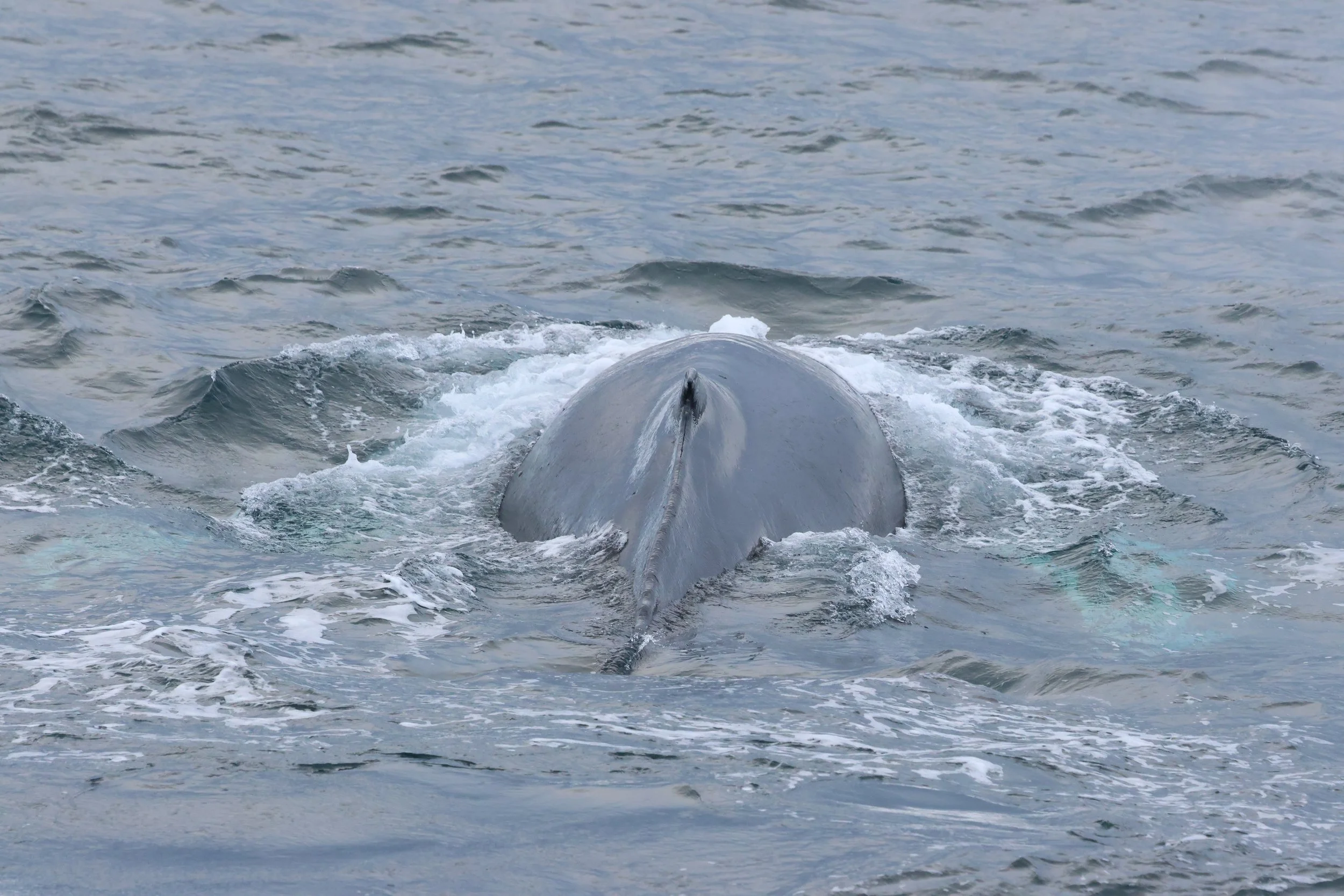 2026_02_19_1300_HOL_GISELA (55).JPG