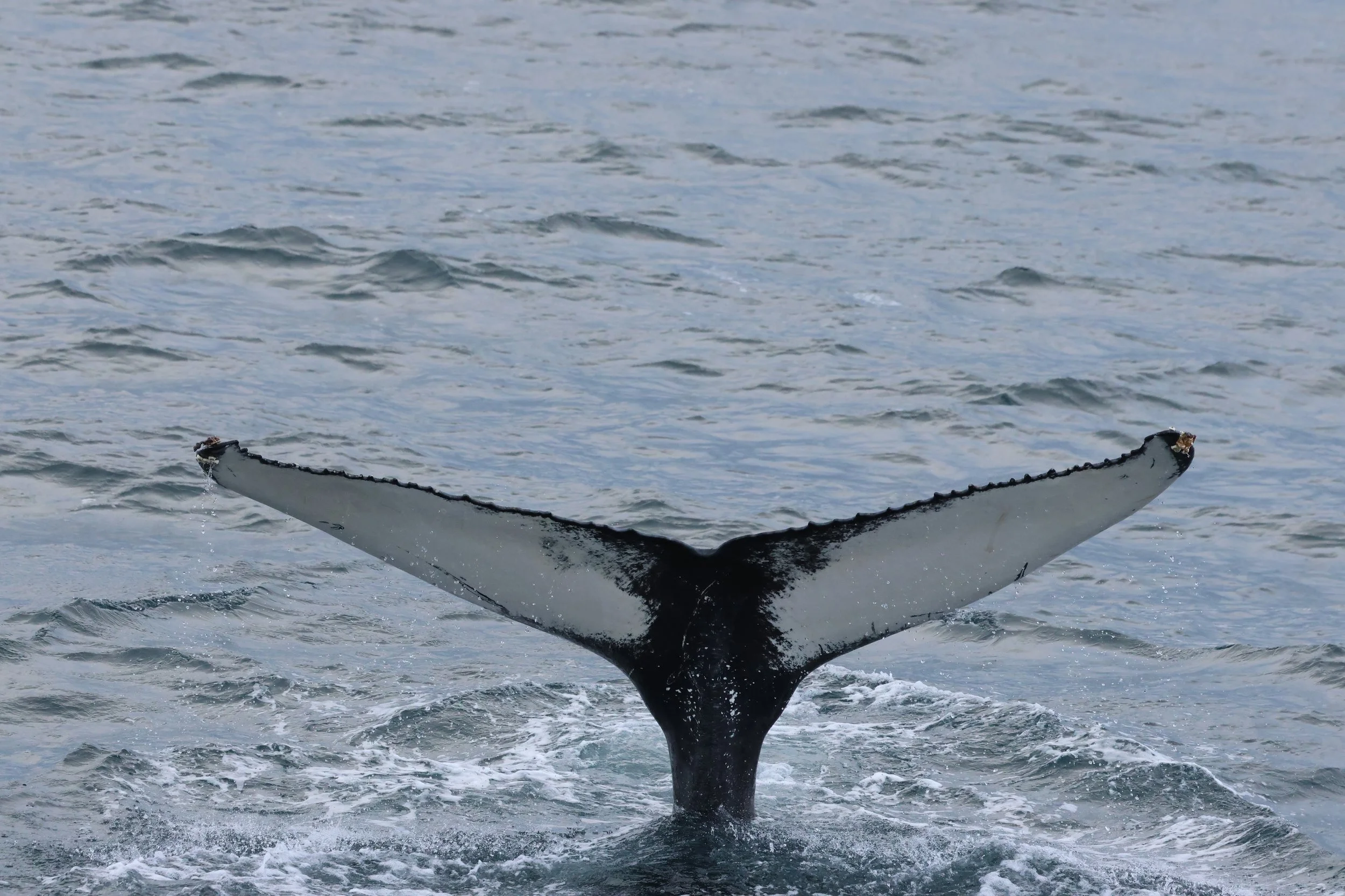 2026_02_19_1300_HOL_GISELA (57).JPG