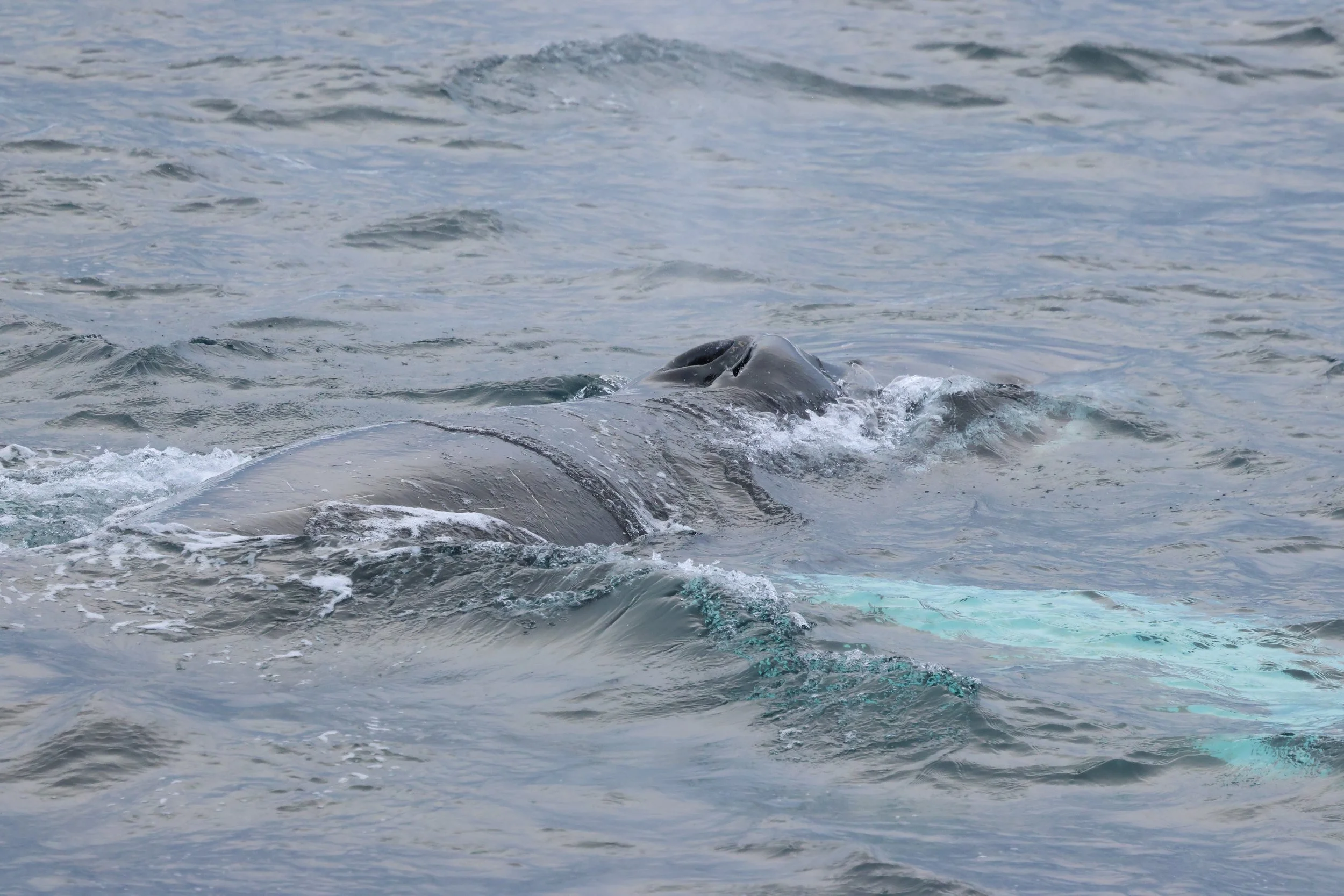 2026_02_19_1300_HOL_GISELA (48).JPG