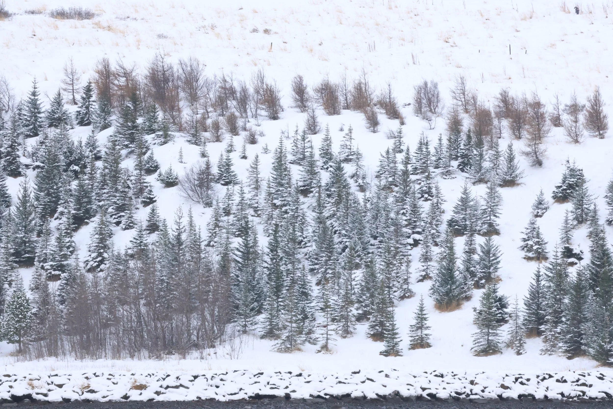 2026_02_19_1300_HOL_GISELA (44).JPG