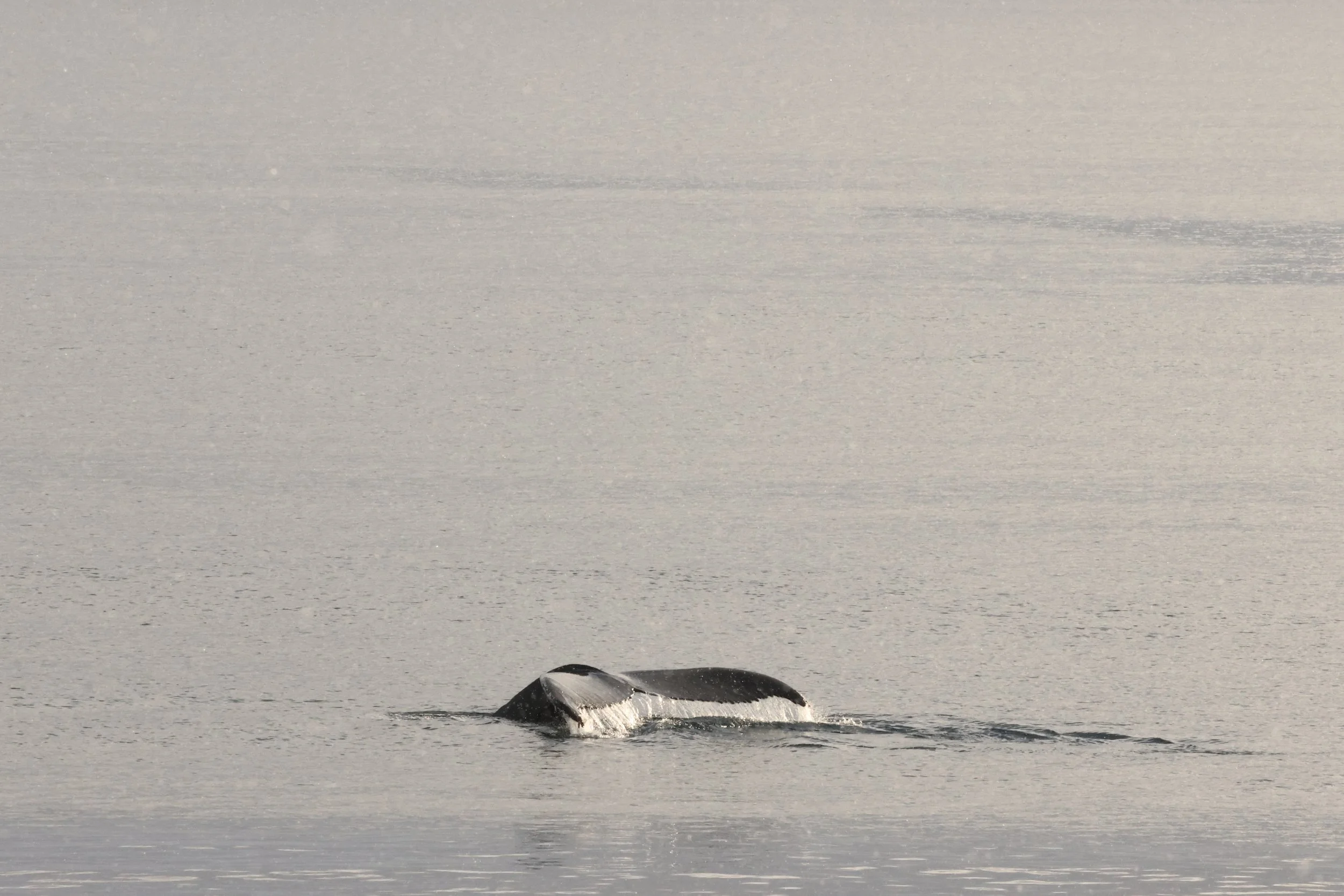 2026_02_20_1300_HOL_JACOB (13).JPG