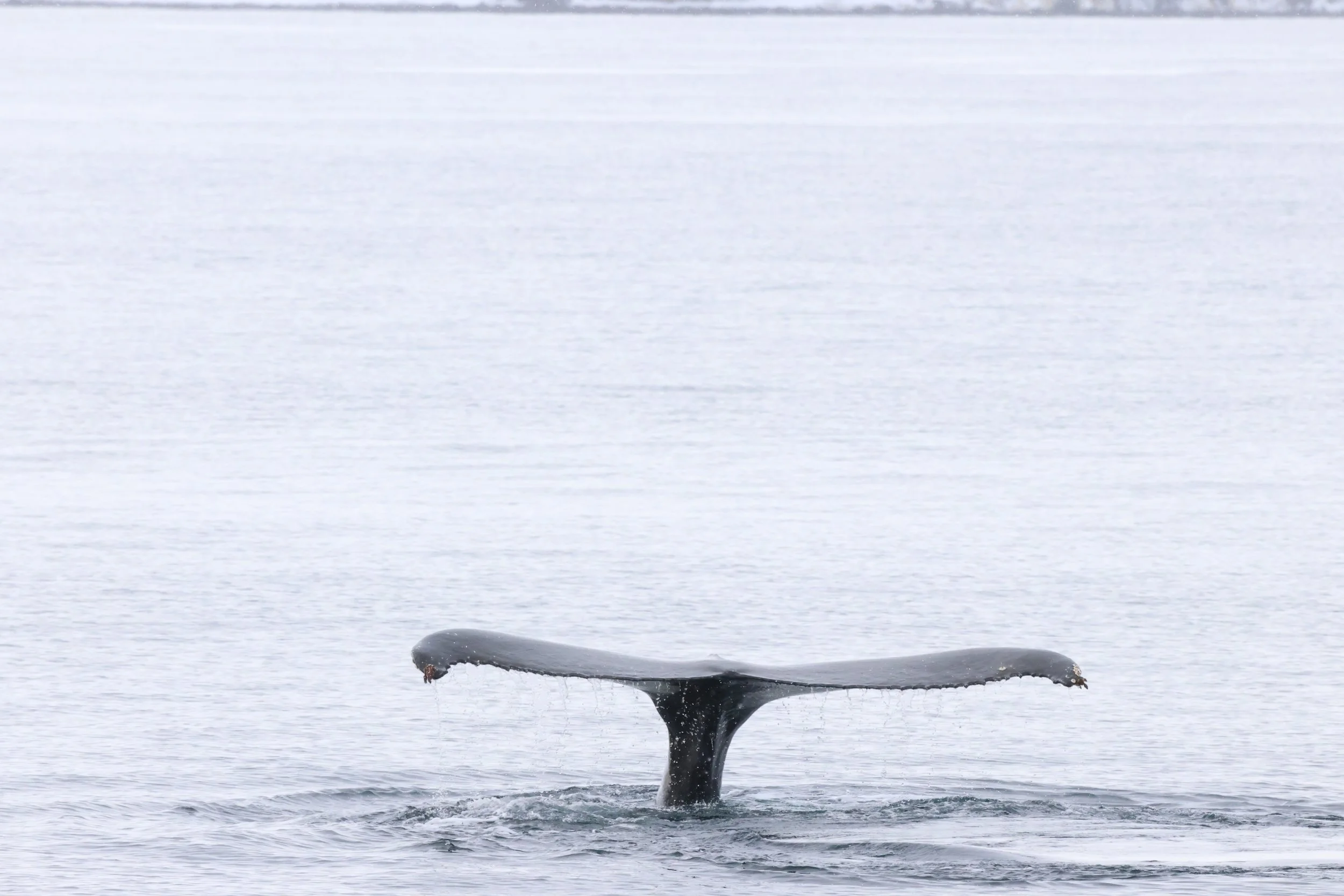 2026_02_20_1300_HOL_JACOB (33).JPG