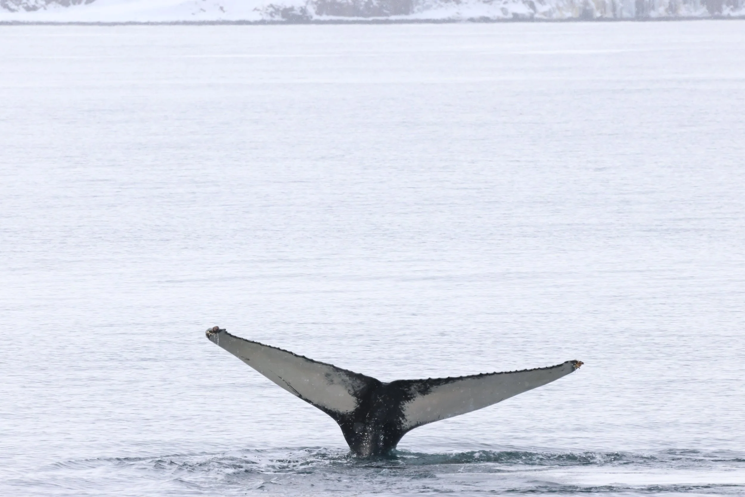 2026_02_20_1300_HOL_JACOB (38).JPG