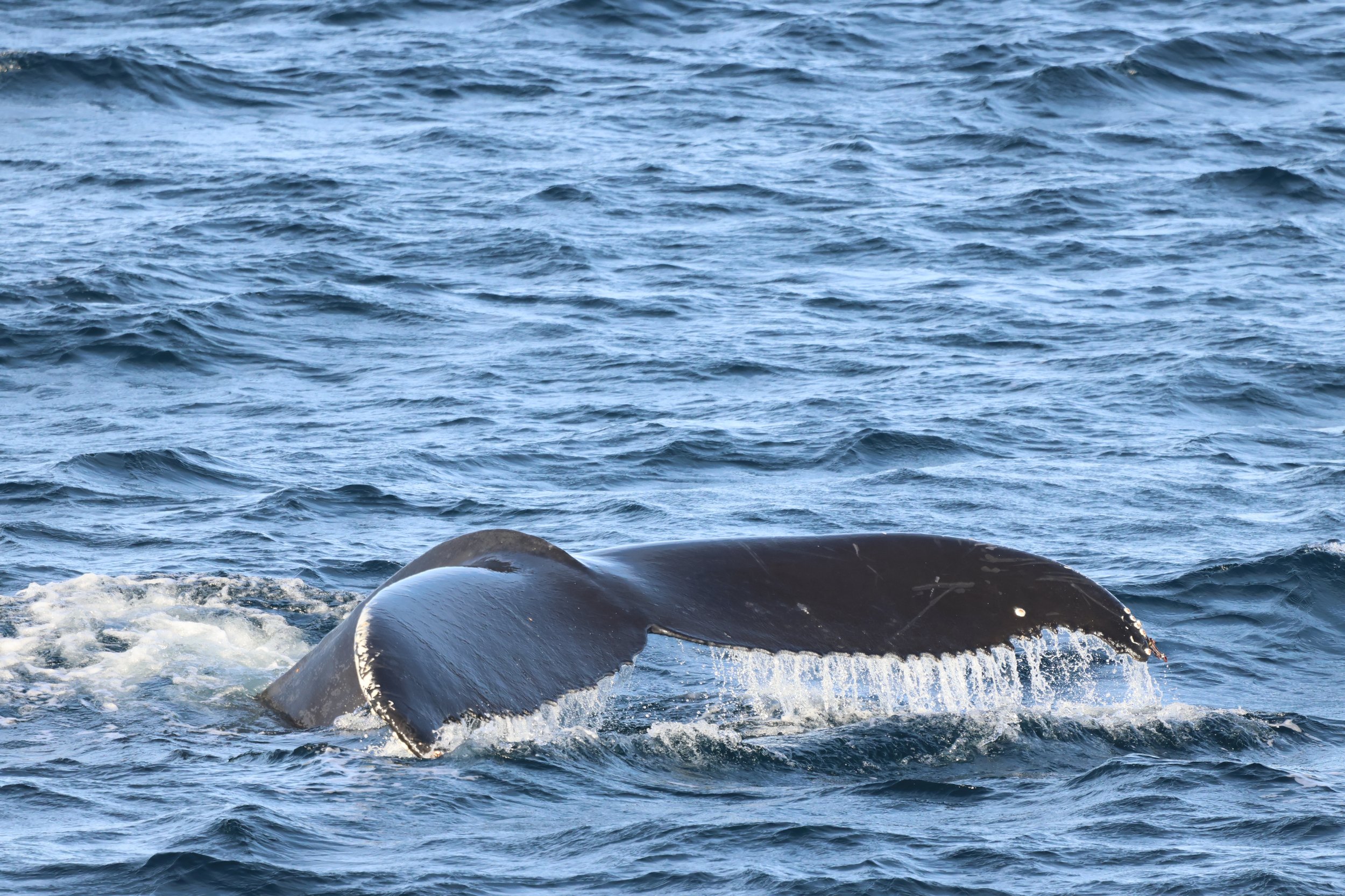 2026_02_22_1300_HOL_JACOB (3).JPG