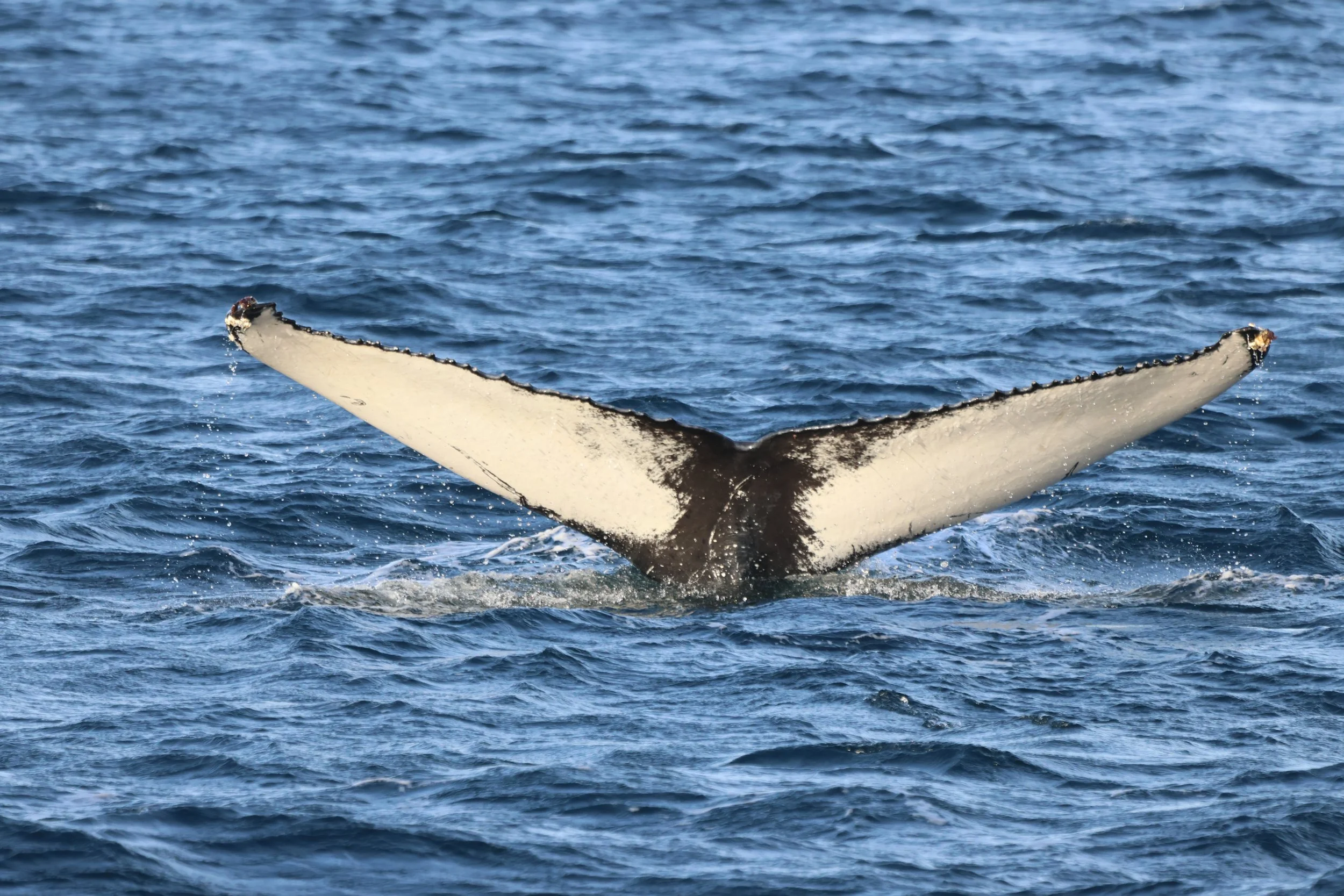 2026_02_22_1300_HOL_JACOB (24).JPG