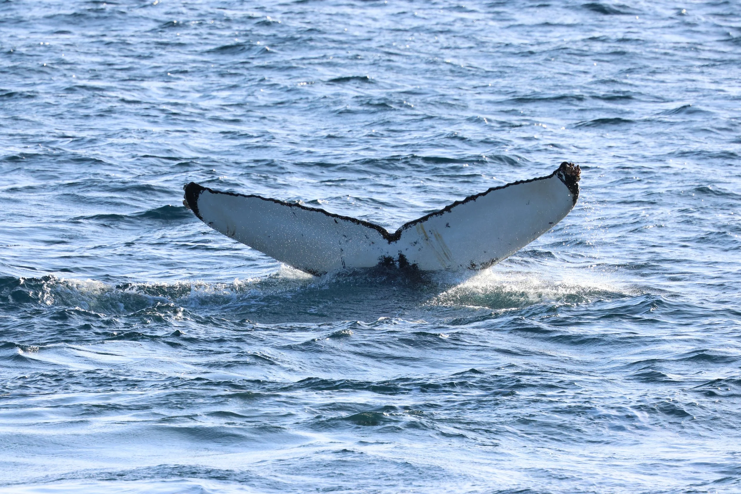 2026_02_21_1300_HOL_GISELA (43).JPG