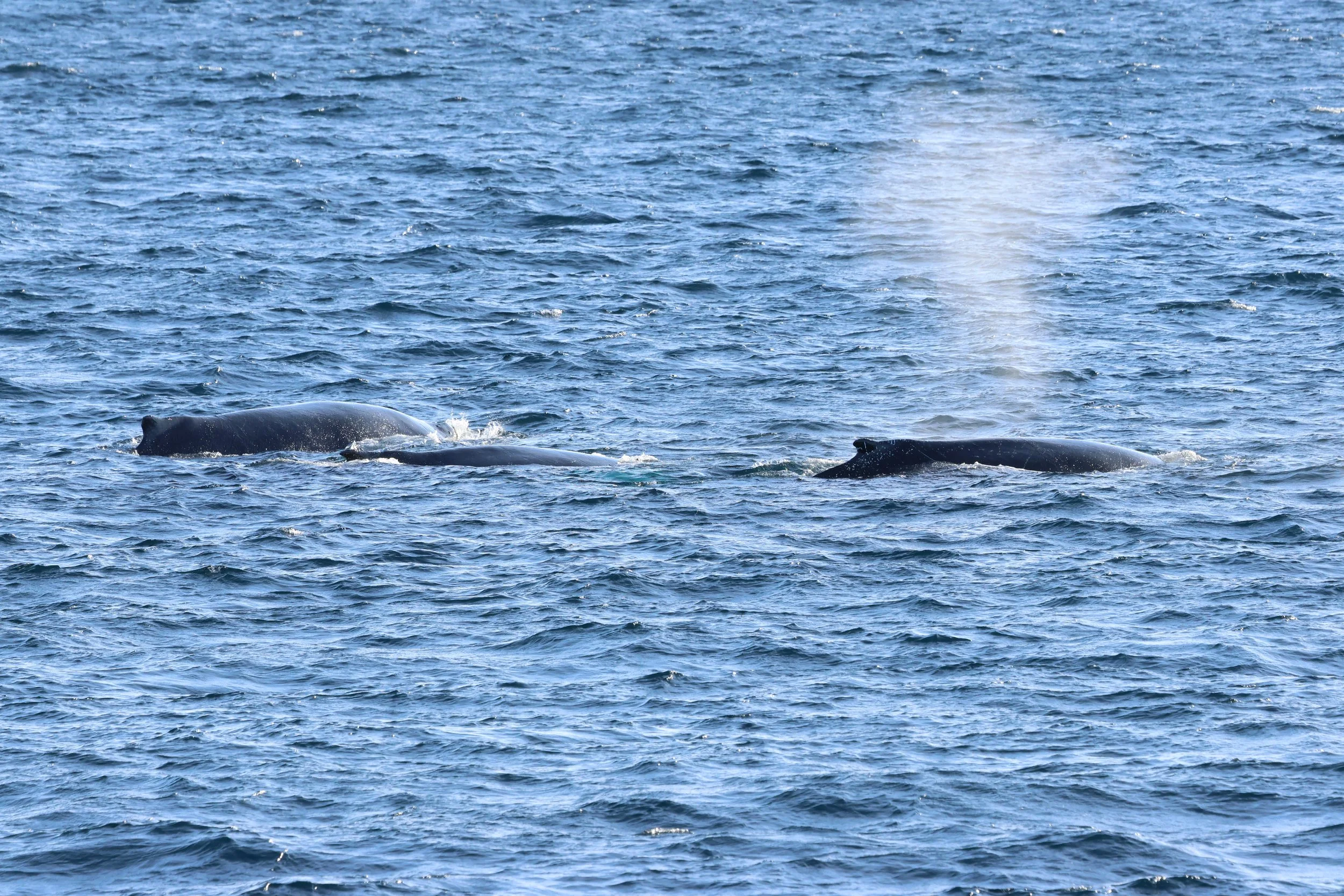 2026_02_21_1300_HOL_GISELA (50).JPG