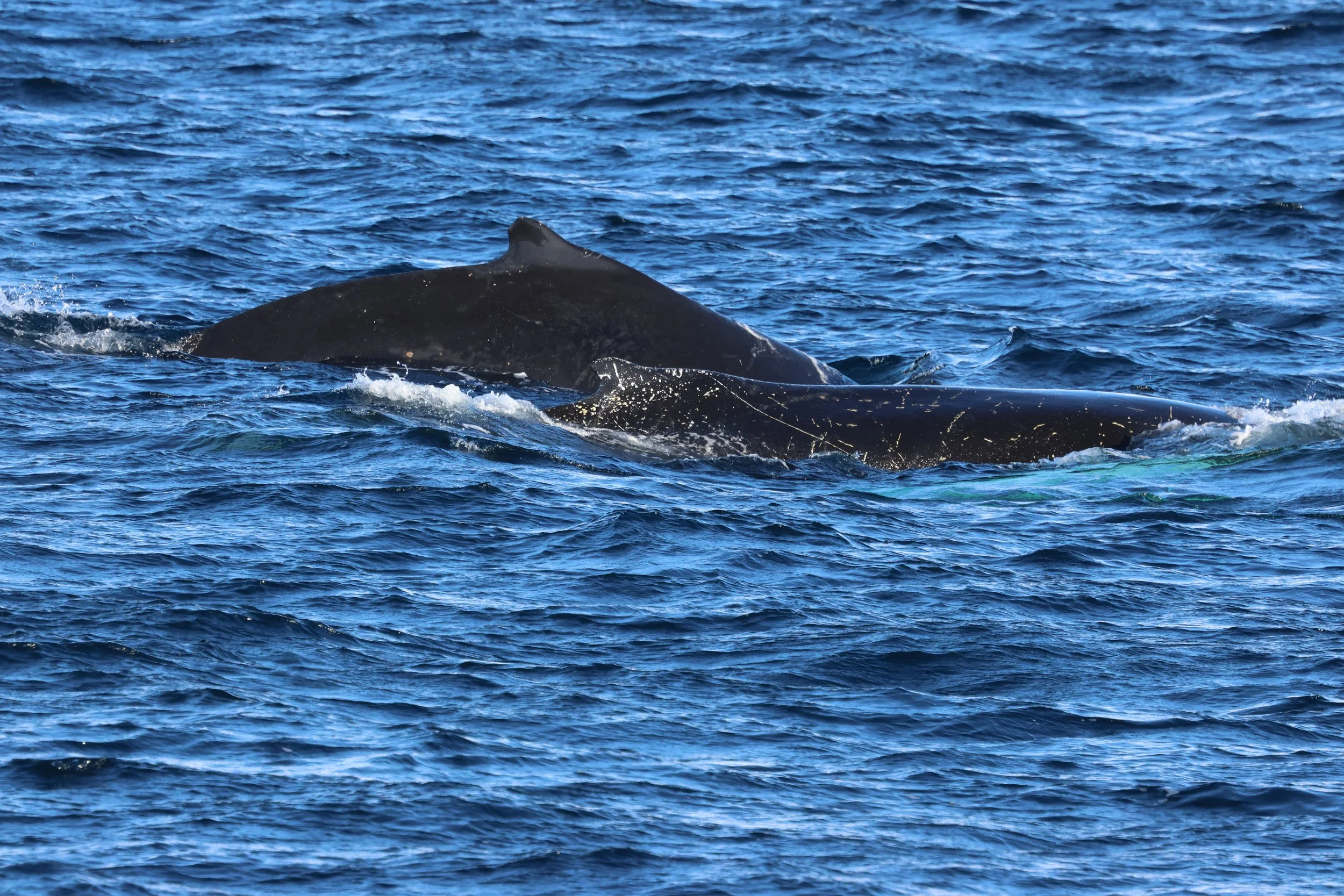 2026_02_21_1300_HOL_GISELA (77).JPG