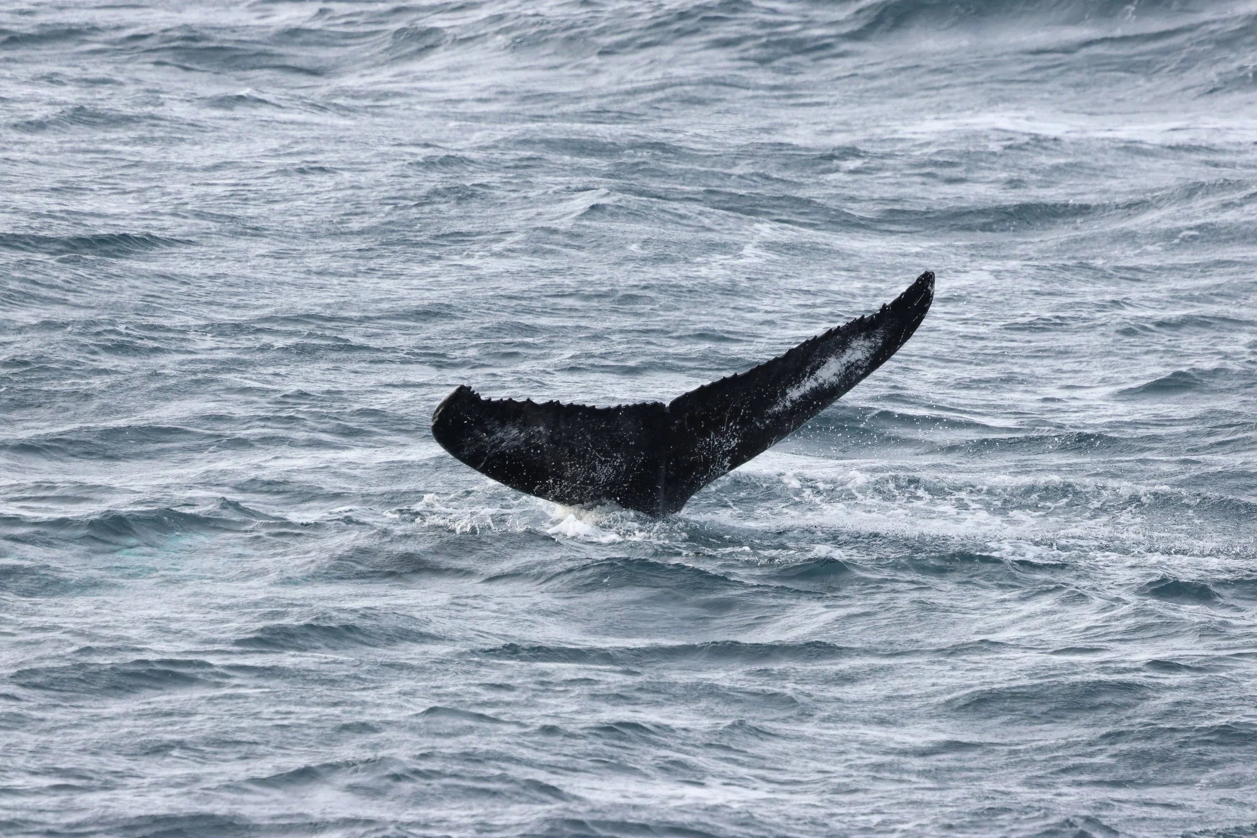 2026_02_23_1300_HOL_GISELA (40).JPG