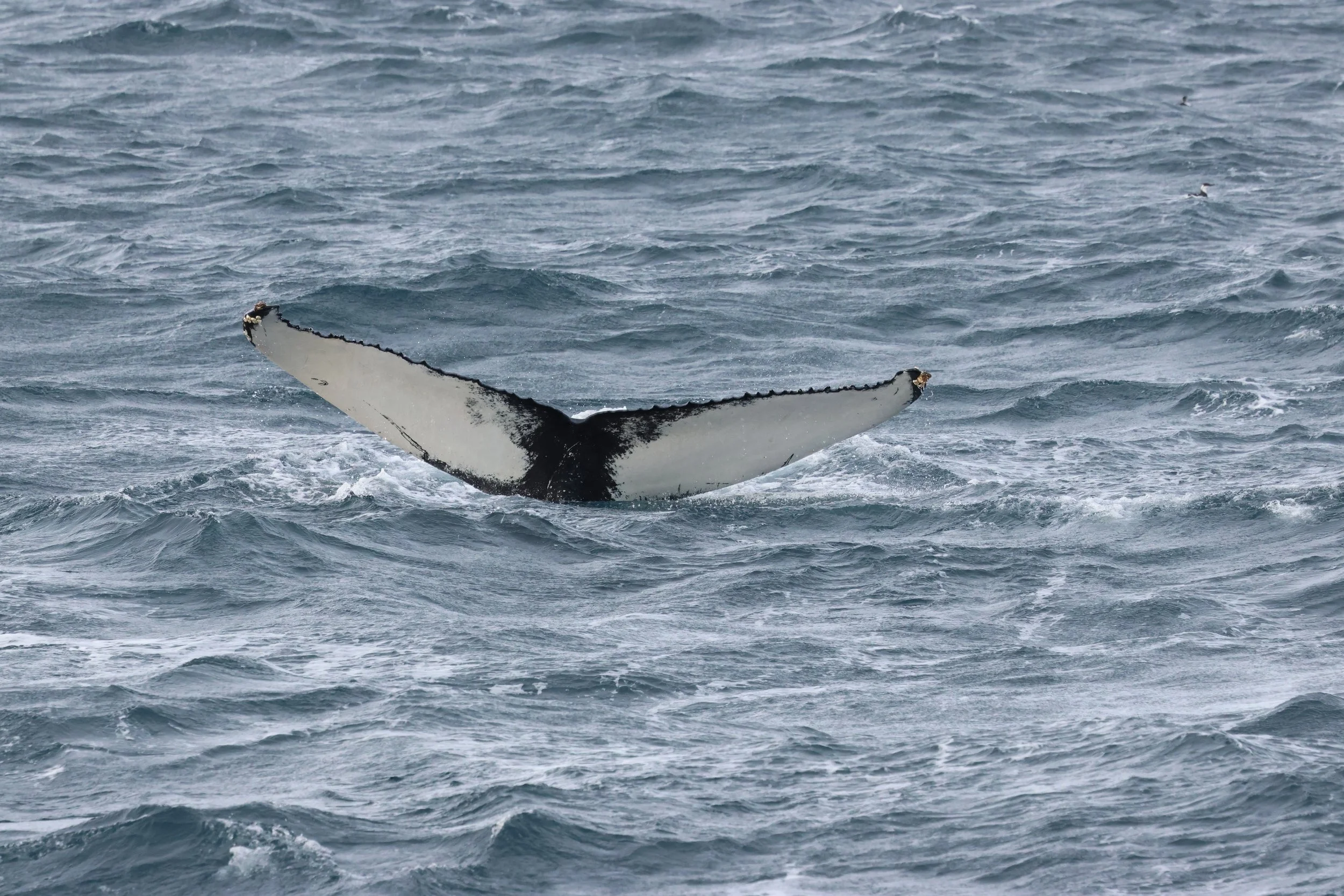 2026_02_23_1300_HOL_GISELA (39).JPG