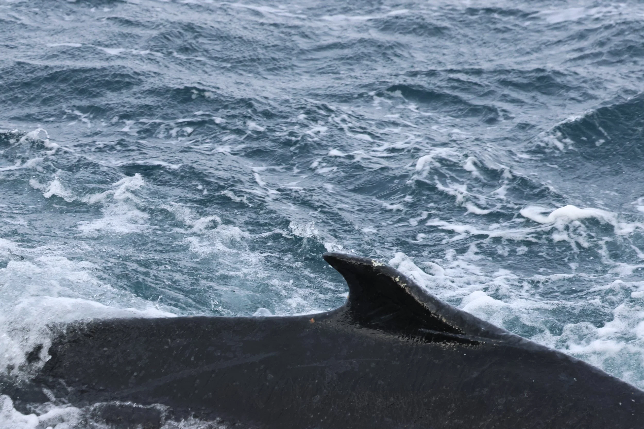 2026_02_23_1300_HOL_GISELA (15).JPG