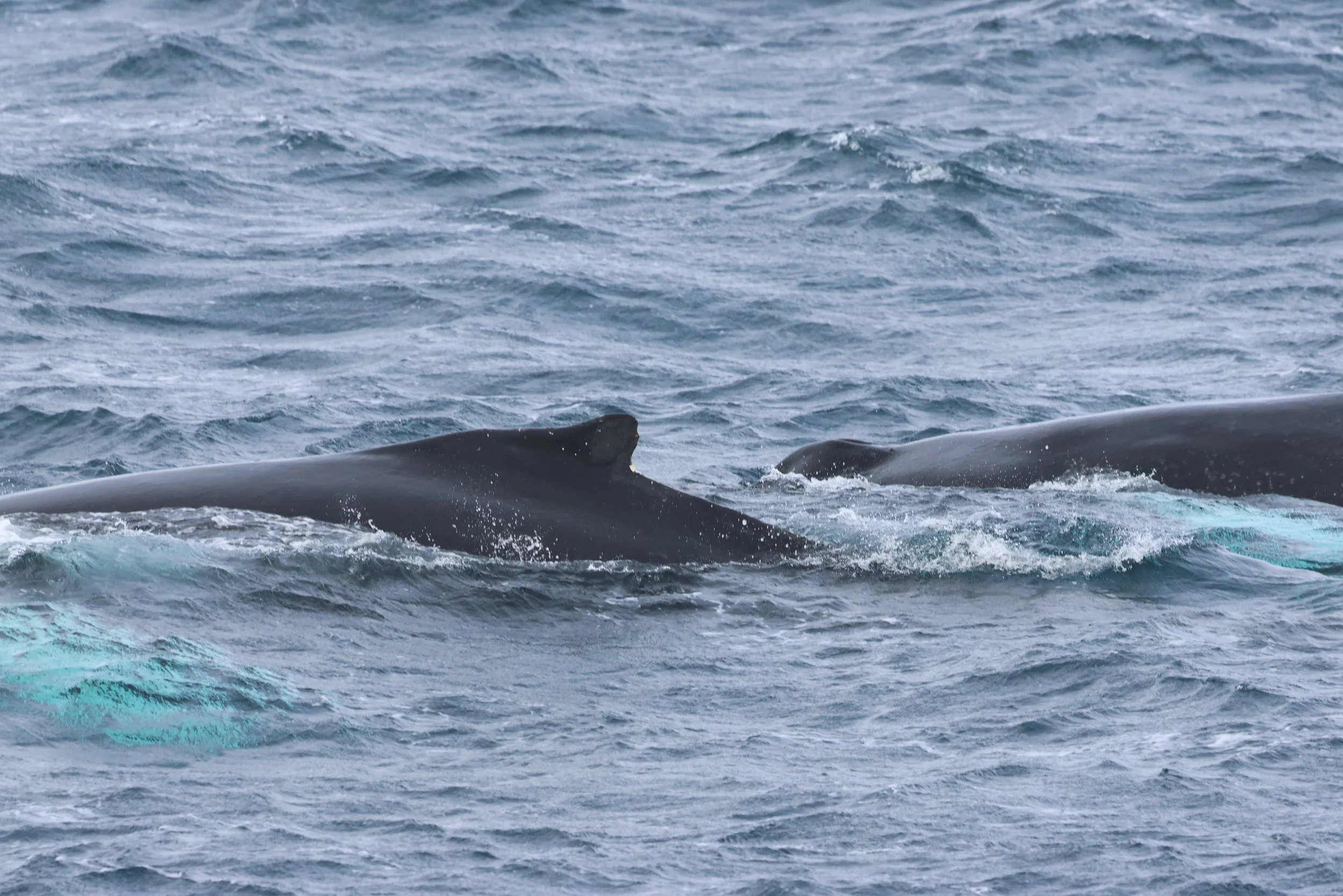 2026_02_23_1300_HOL_GISELA (8).JPG