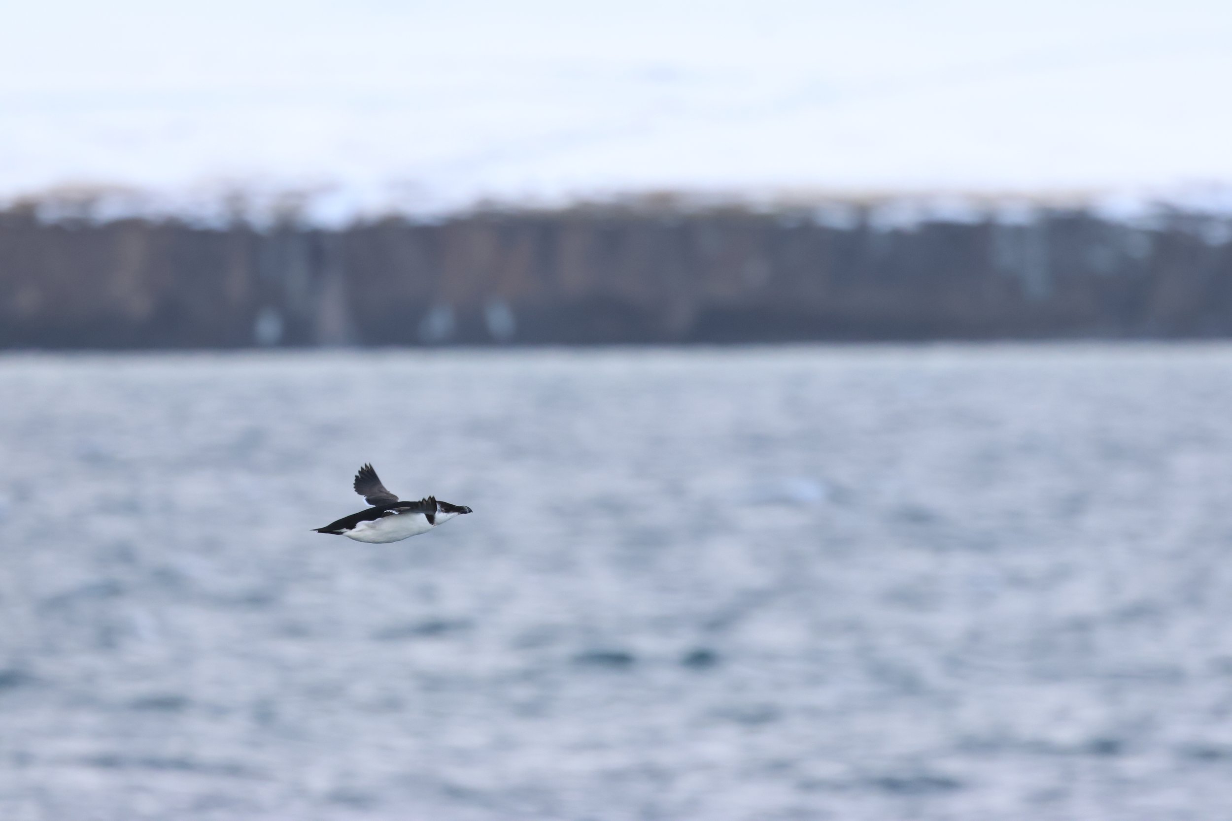 2026_02_25_1300_HOL_GISELA (5).JPG