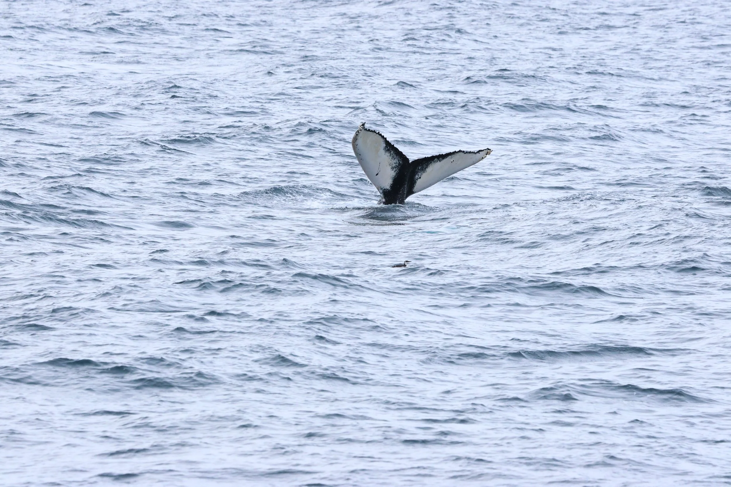 2026_02_25_1300_HOL_GISELA (50).JPG