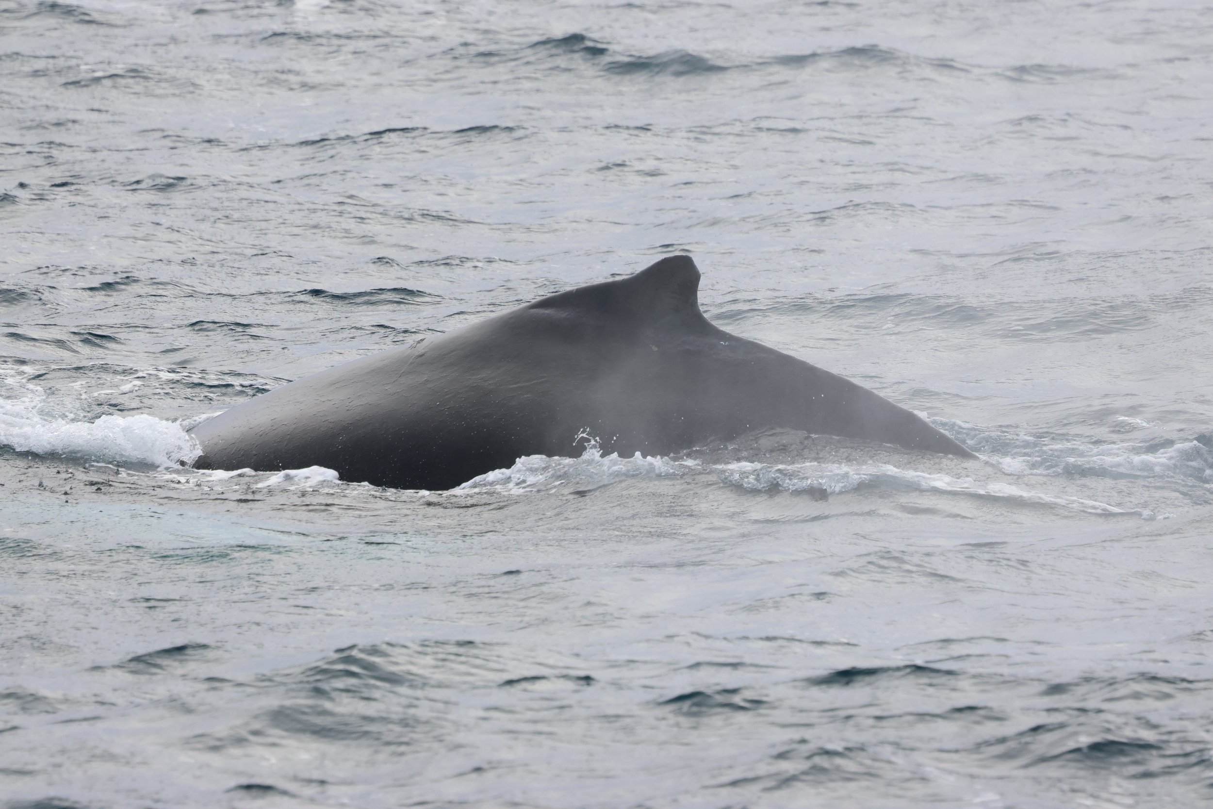 2026_02_25_1300_HOL_GISELA (38).JPG