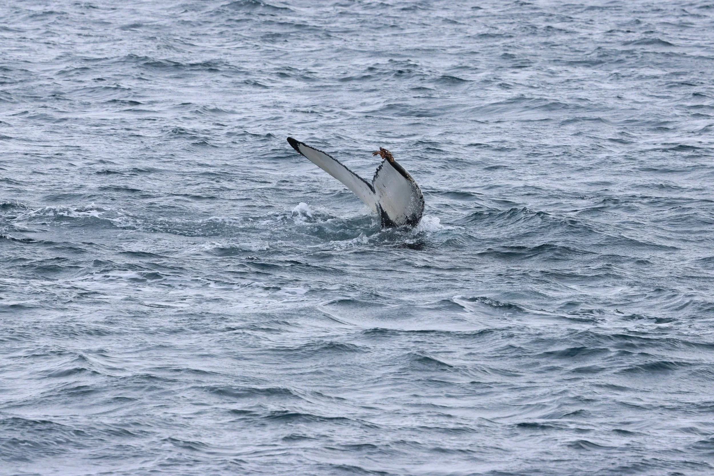 2026_02_25_1300_HOL_GISELA (34).JPG