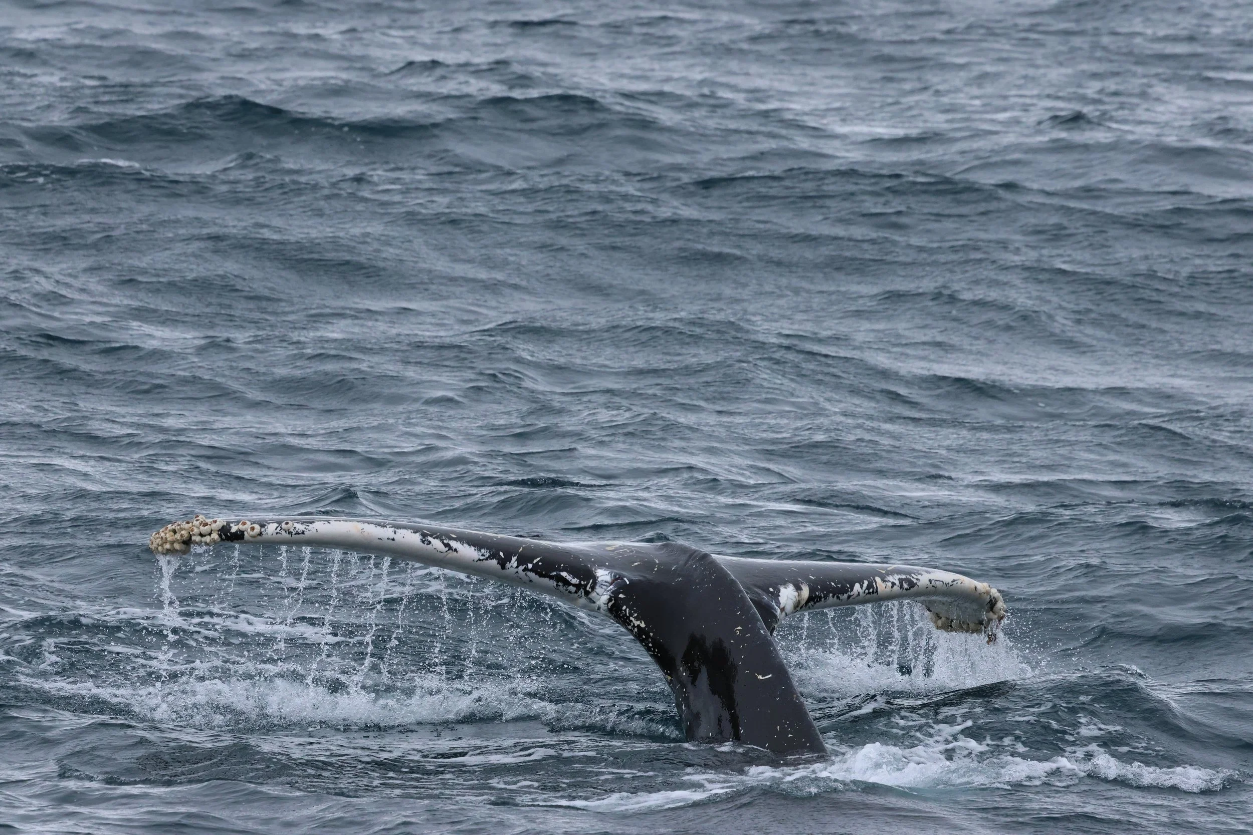 2026_02_26_1300_HOL_GISELA (48).JPG