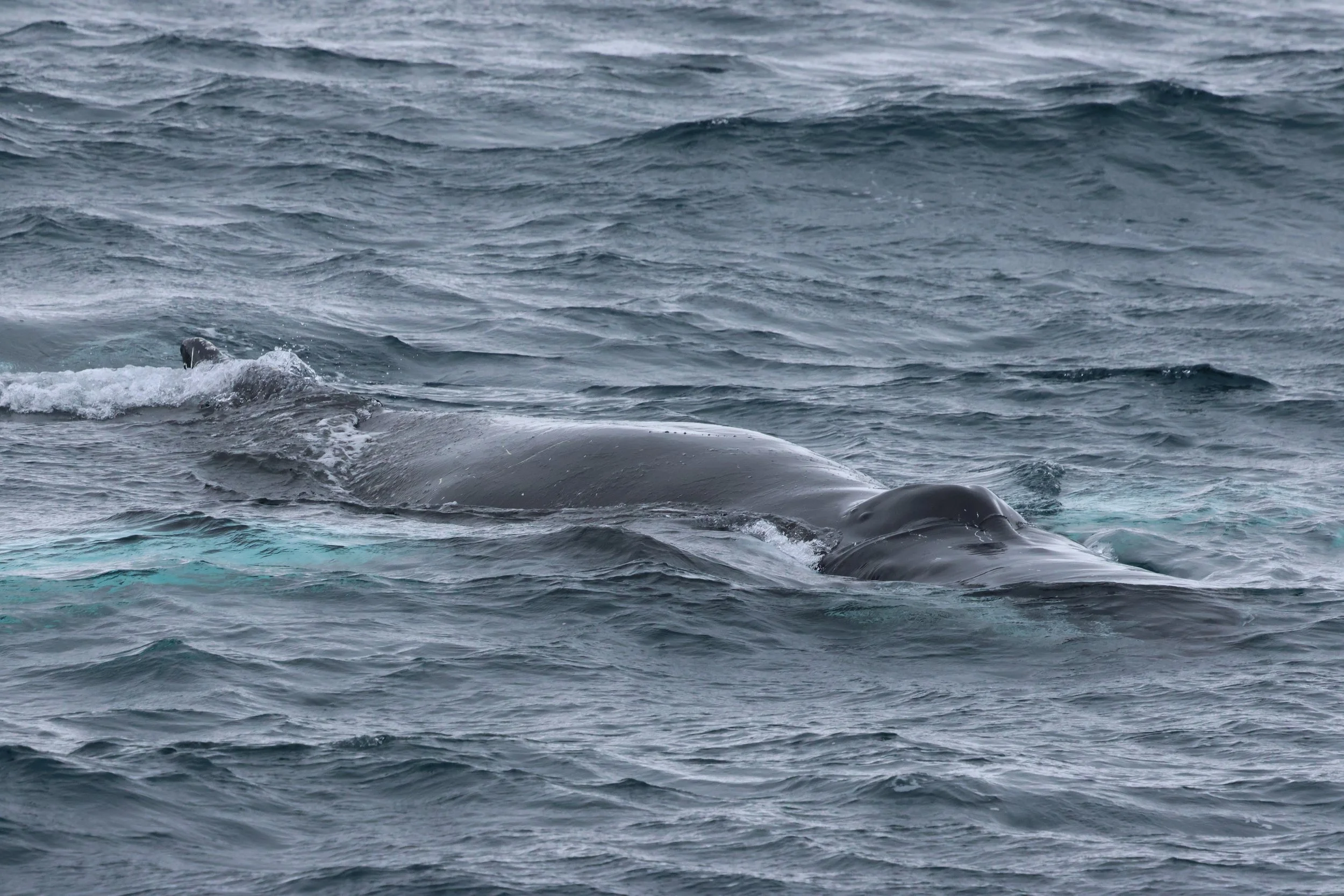 2026_02_26_1300_HOL_GISELA (44).JPG