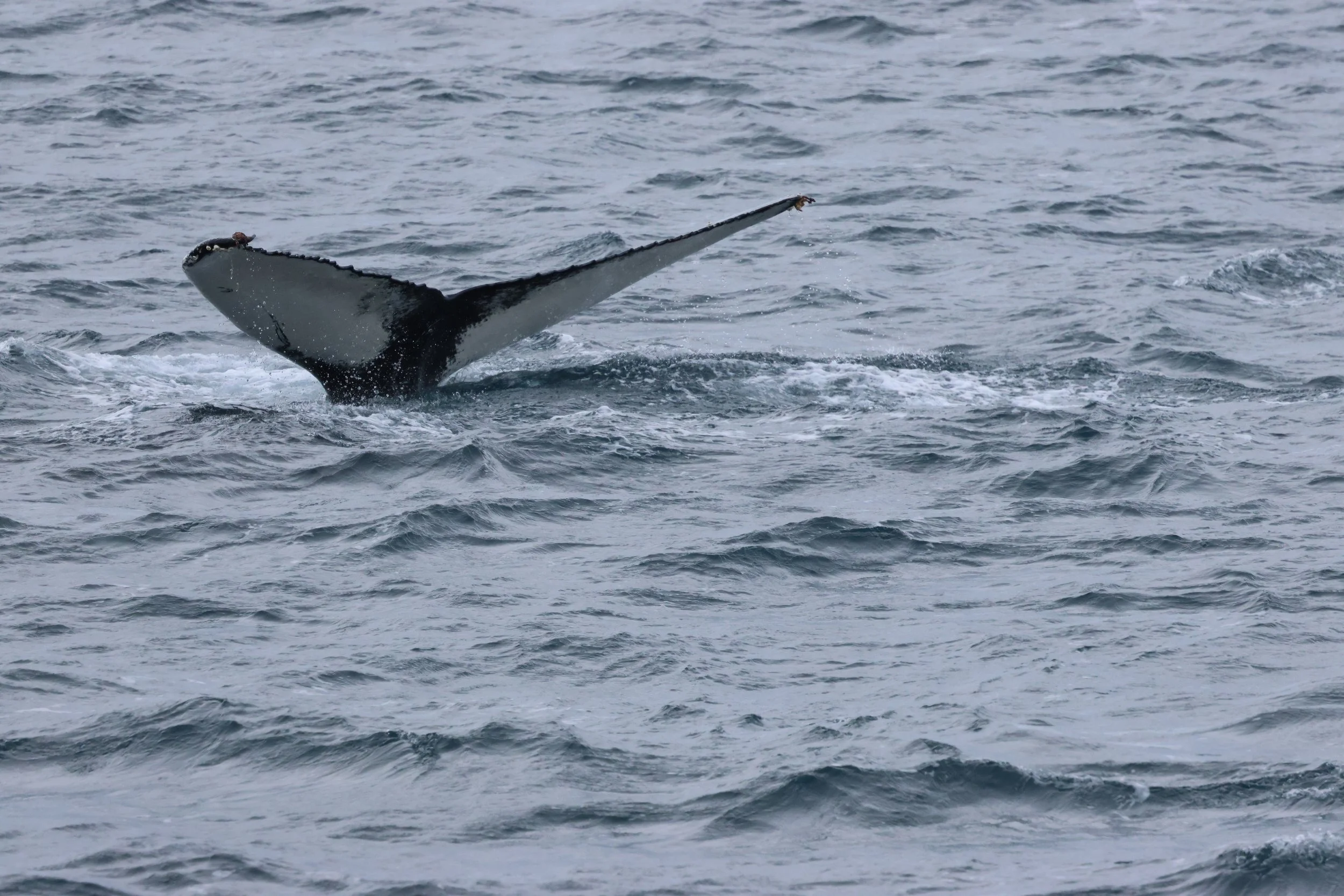 2026_02_26_1300_HOL_GISELA (18).JPG