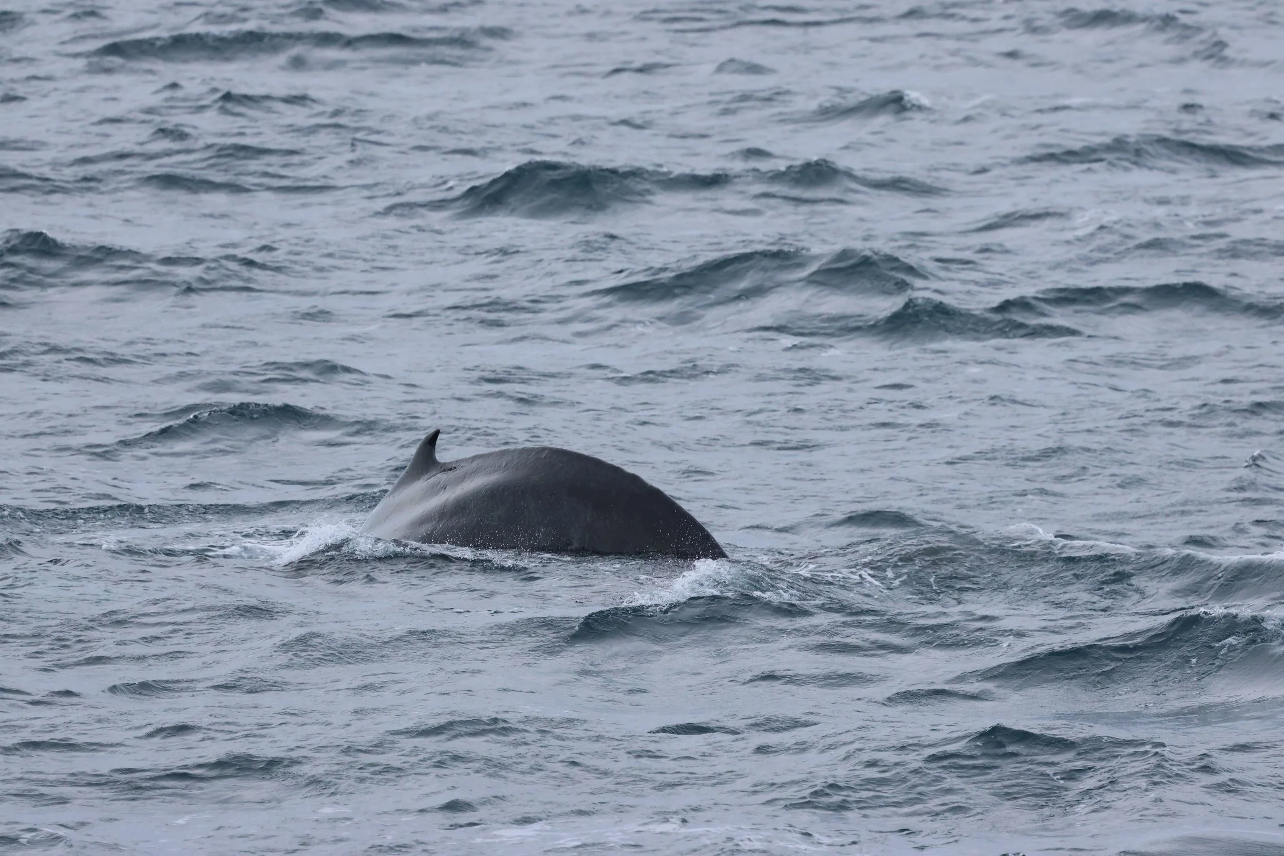 2026_02_26_1300_HOL_GISELA (14).JPG