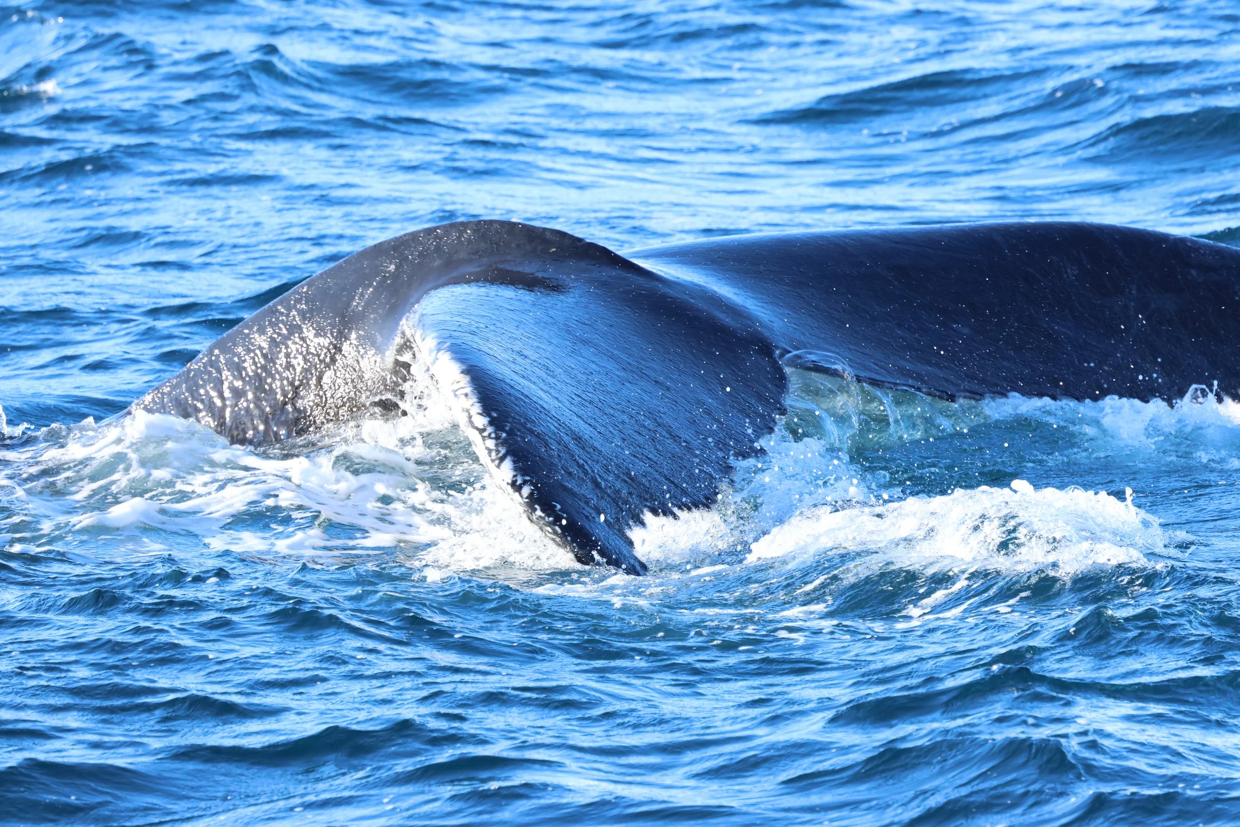 2026_02_27_1300_KON_GISELA (62).JPG