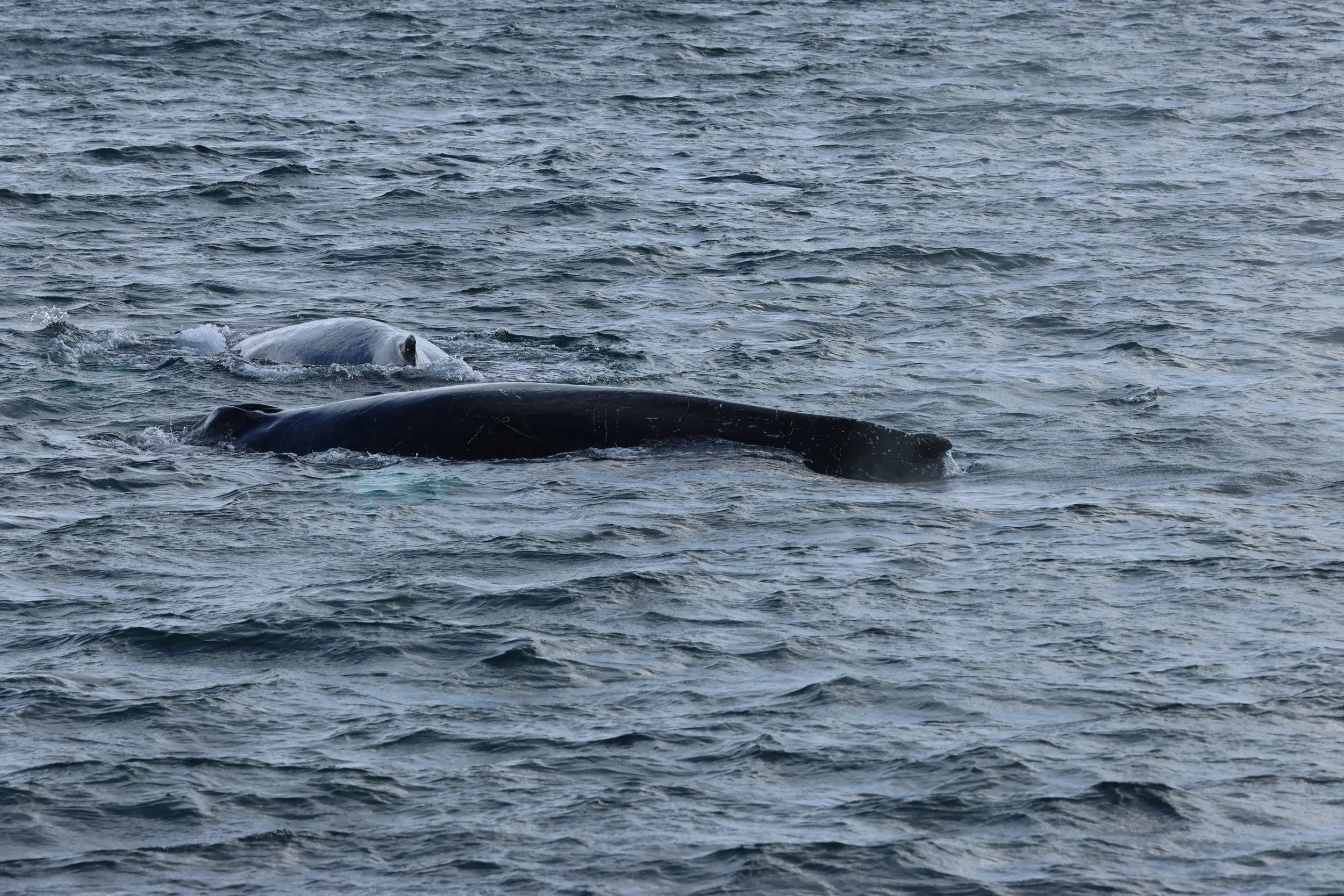 2026_02_28_1300_KON_GISELA (28).JPG