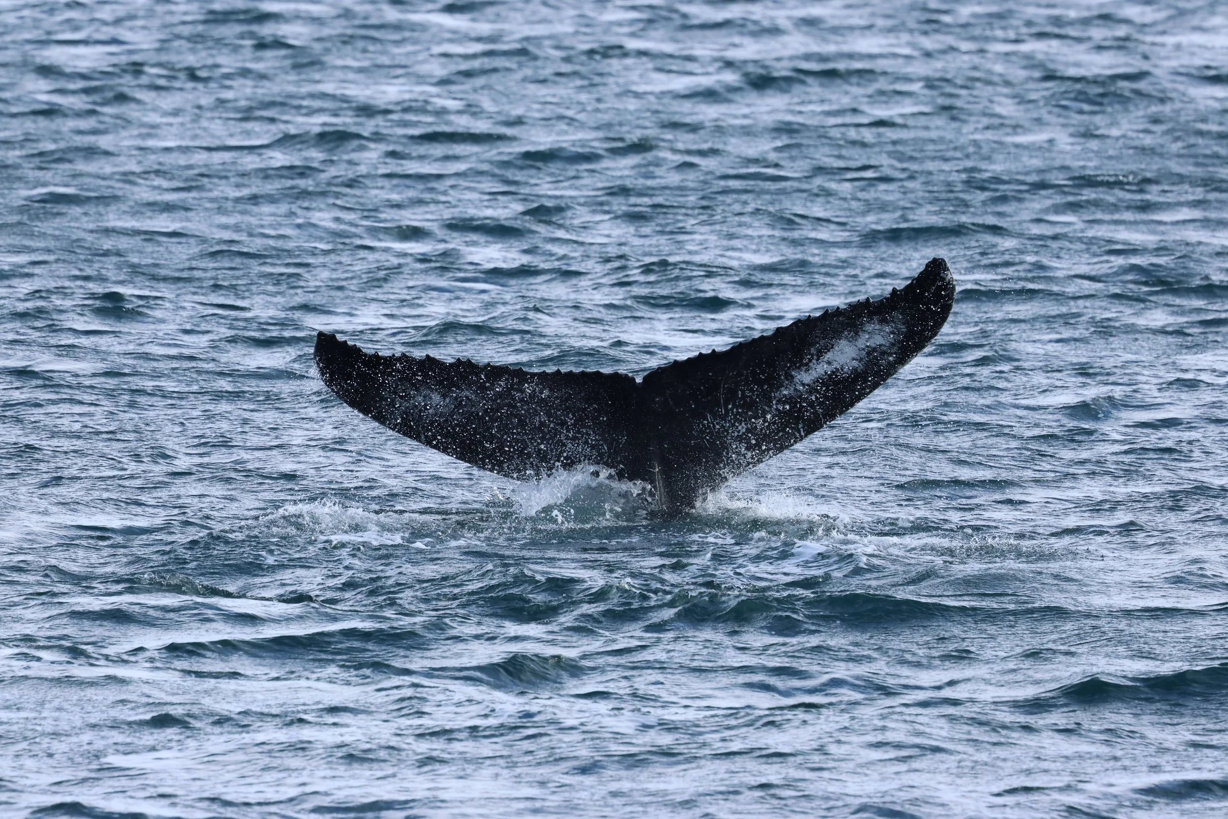 2026_02_28_1300_KON_GISELA (15).JPG