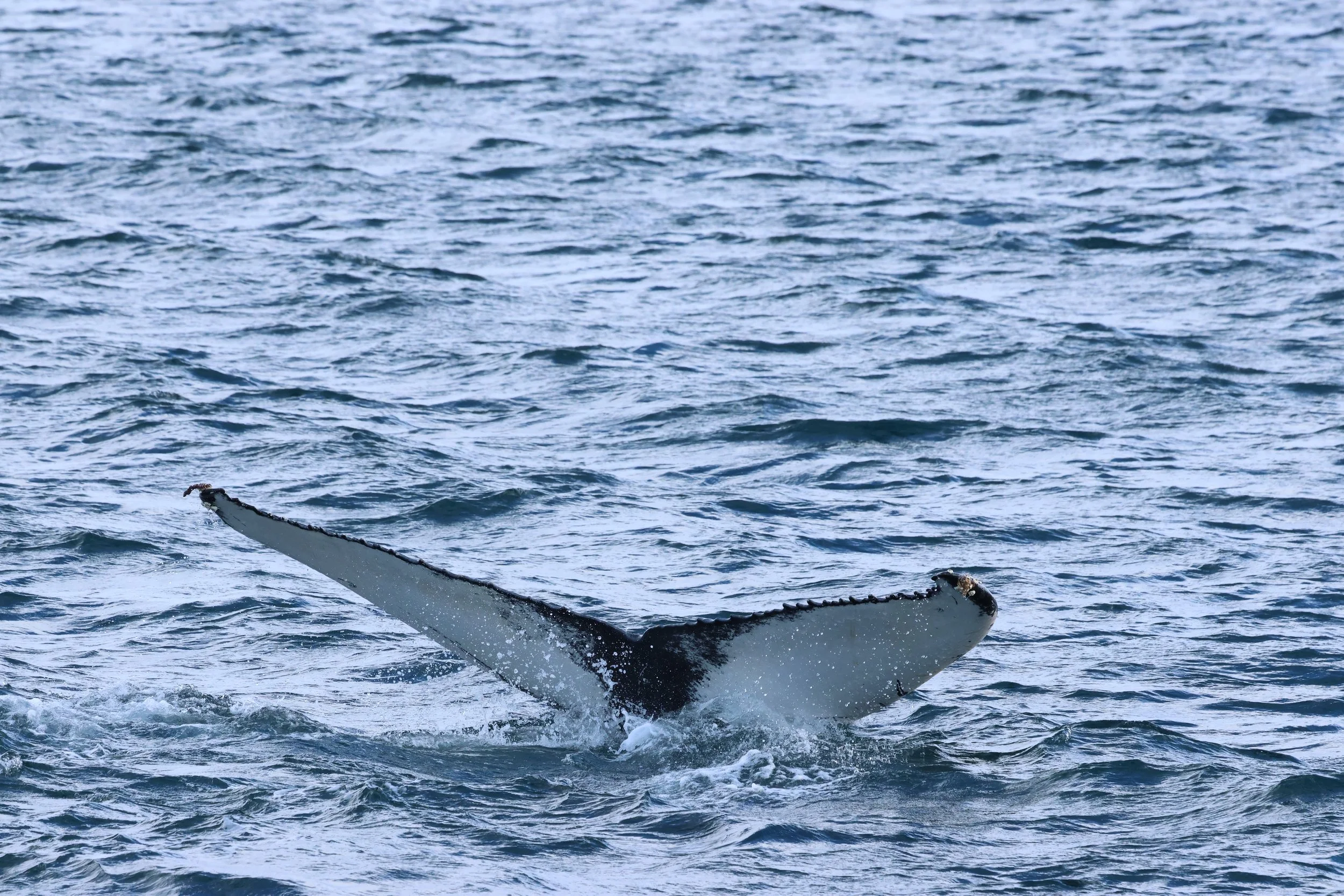 2026_02_28_1300_KON_GISELA (36).JPG