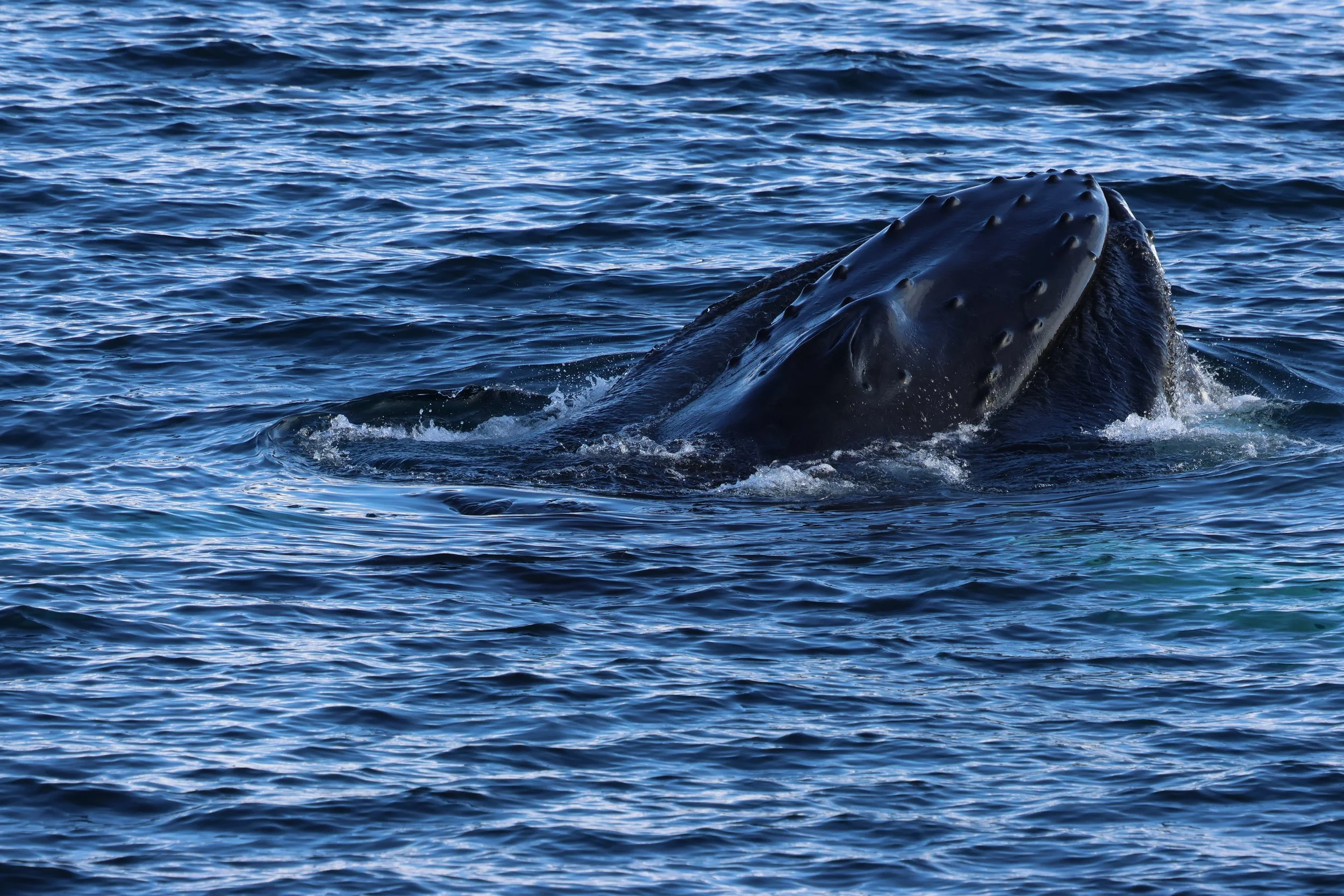 2026_03_01_1300_HOL_GISELA (47).JPG