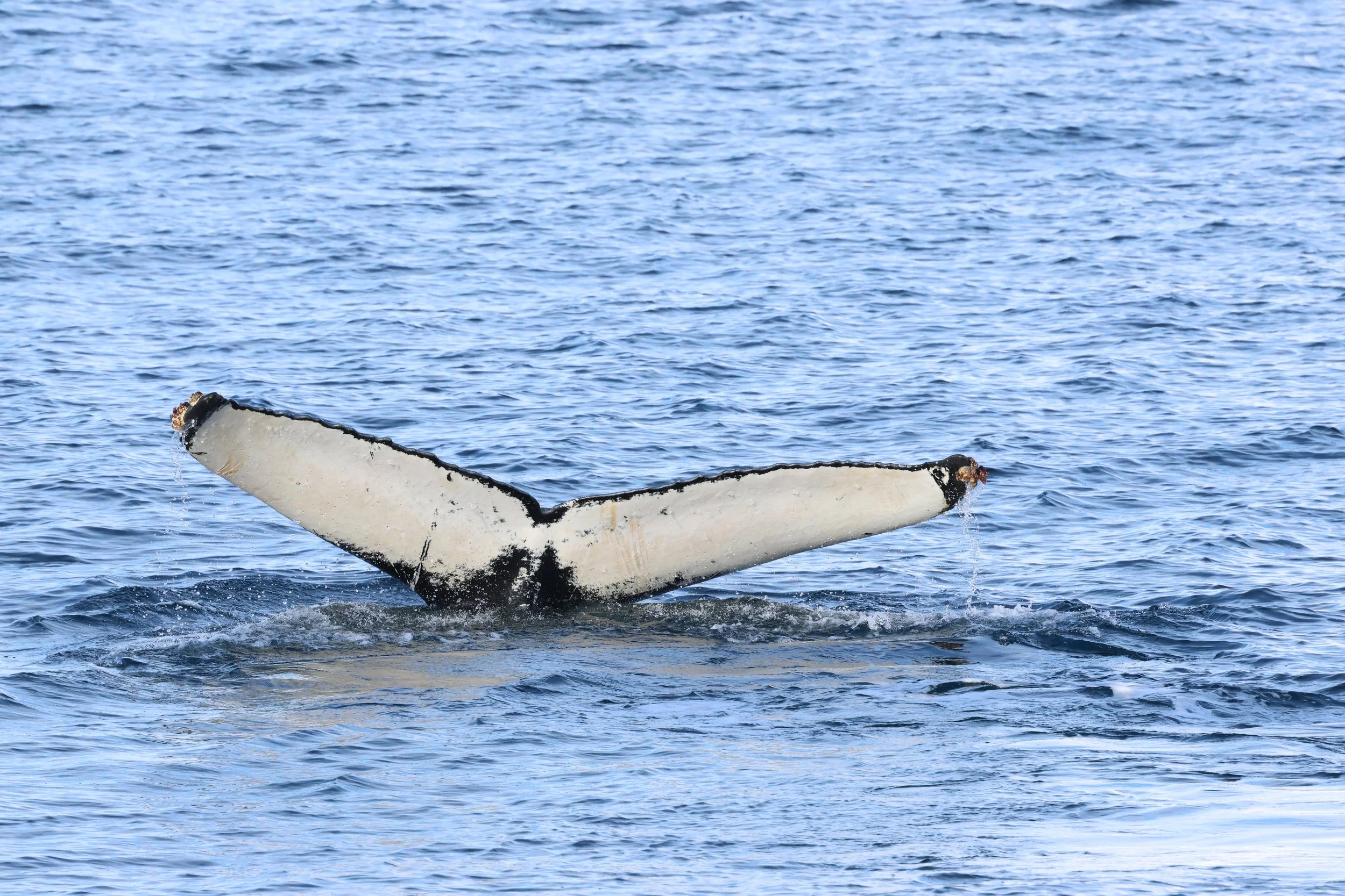 2026_03_01_1300_HOL_GISELA (46).JPG