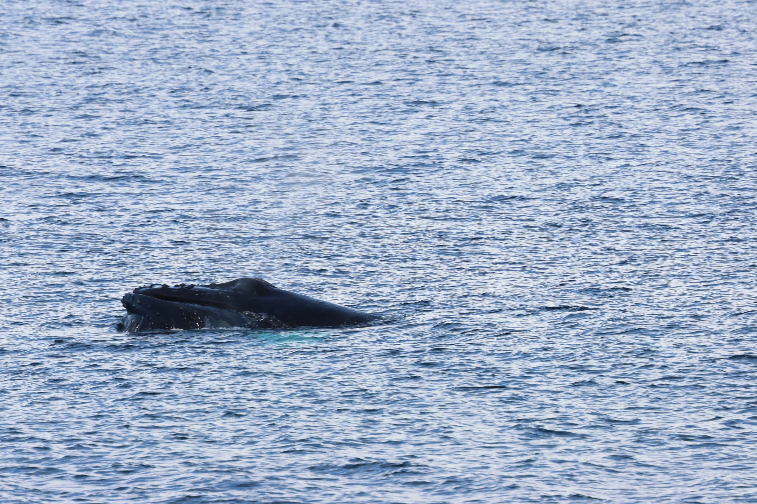 2026_03_01_1300_HOL_GISELA (10).JPG