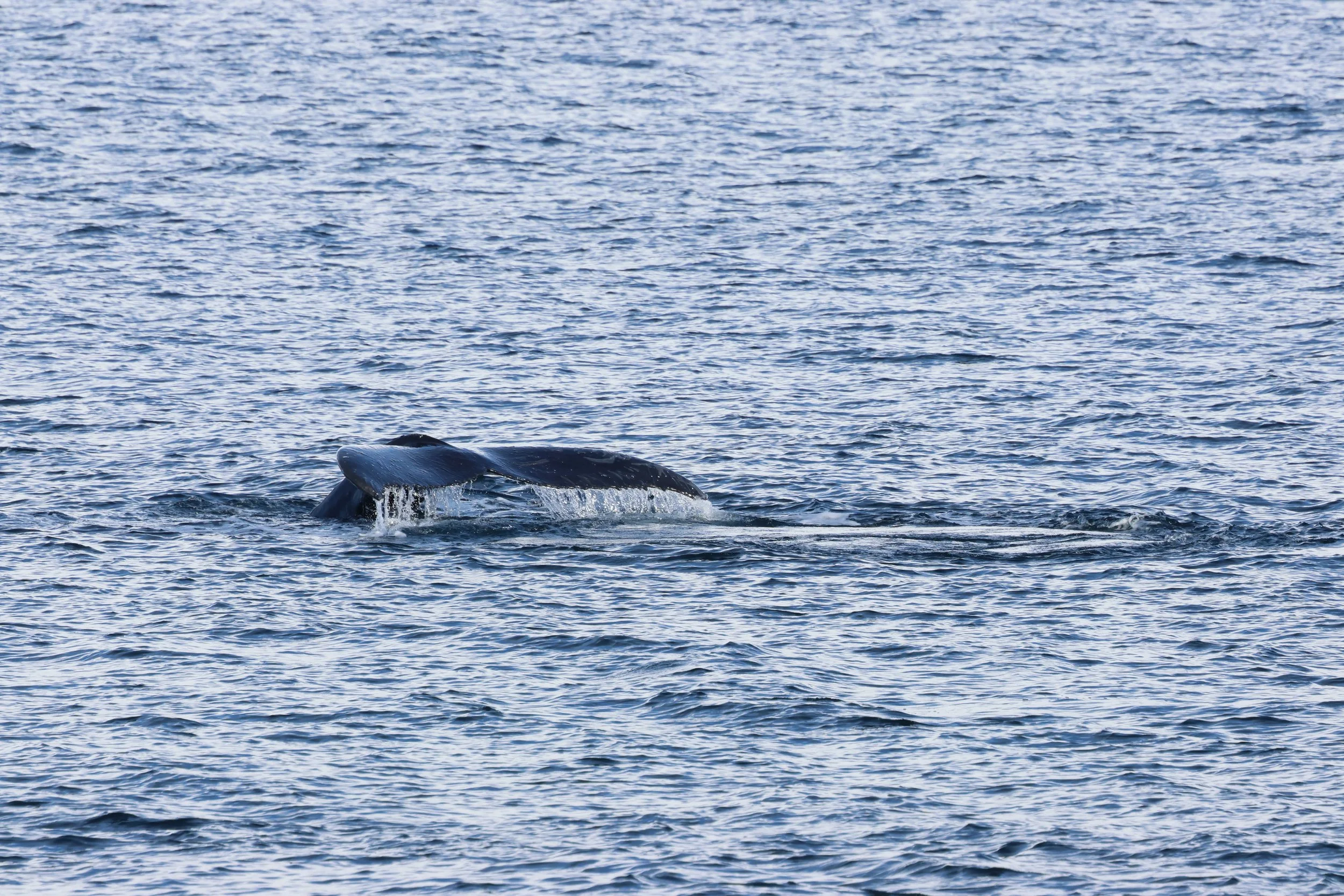 2026_03_01_1300_HOL_GISELA (8).JPG