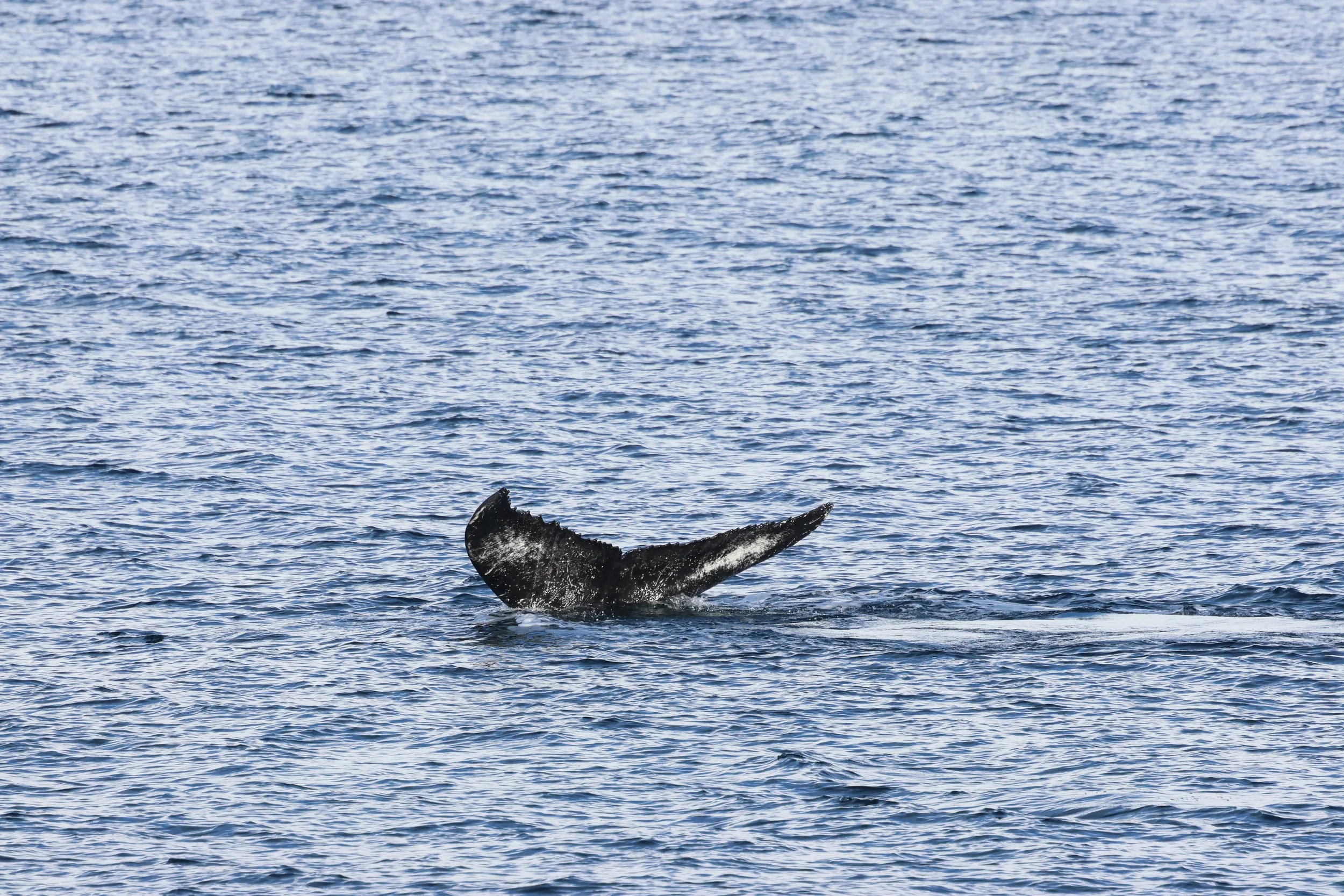 2026_03_01_1300_HOL_GISELA (9).JPG